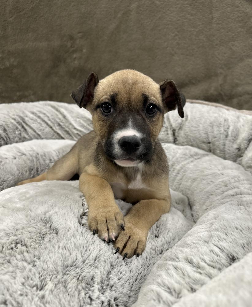 Enlarge Strudel, a Adoptable mixed breed in Sedalia, CO image 4/4