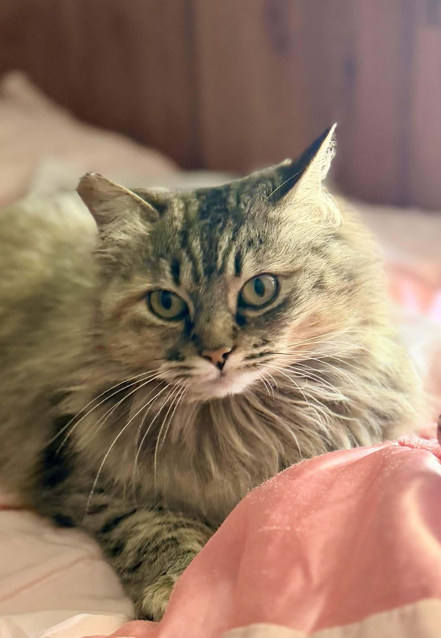 Enlarge ARIEL, an adopted Maine Coon in Rowland Heights, CA image 1/5