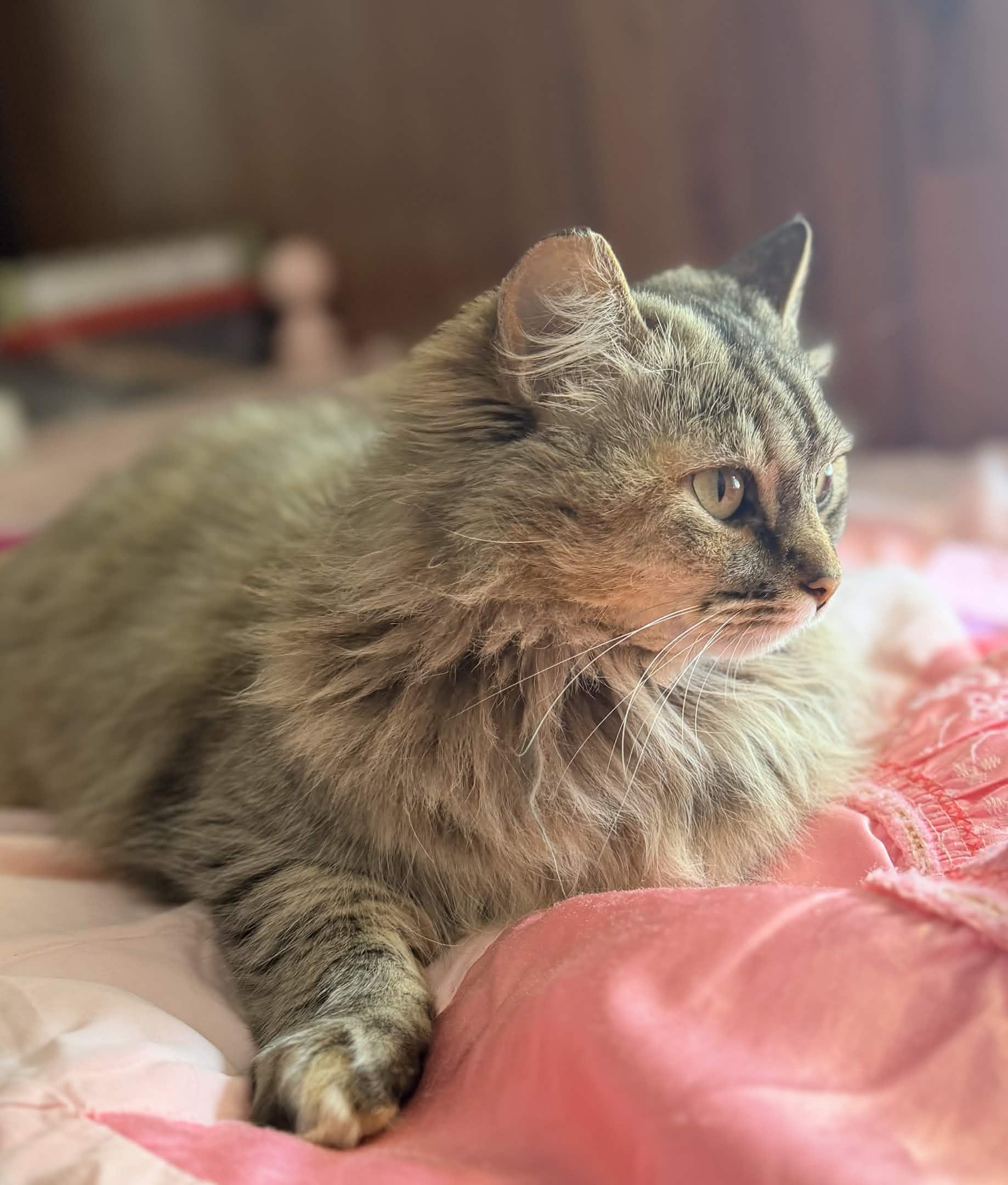 Enlarge ARIEL, an adopted Maine Coon in Rowland Heights, CA image 2/5