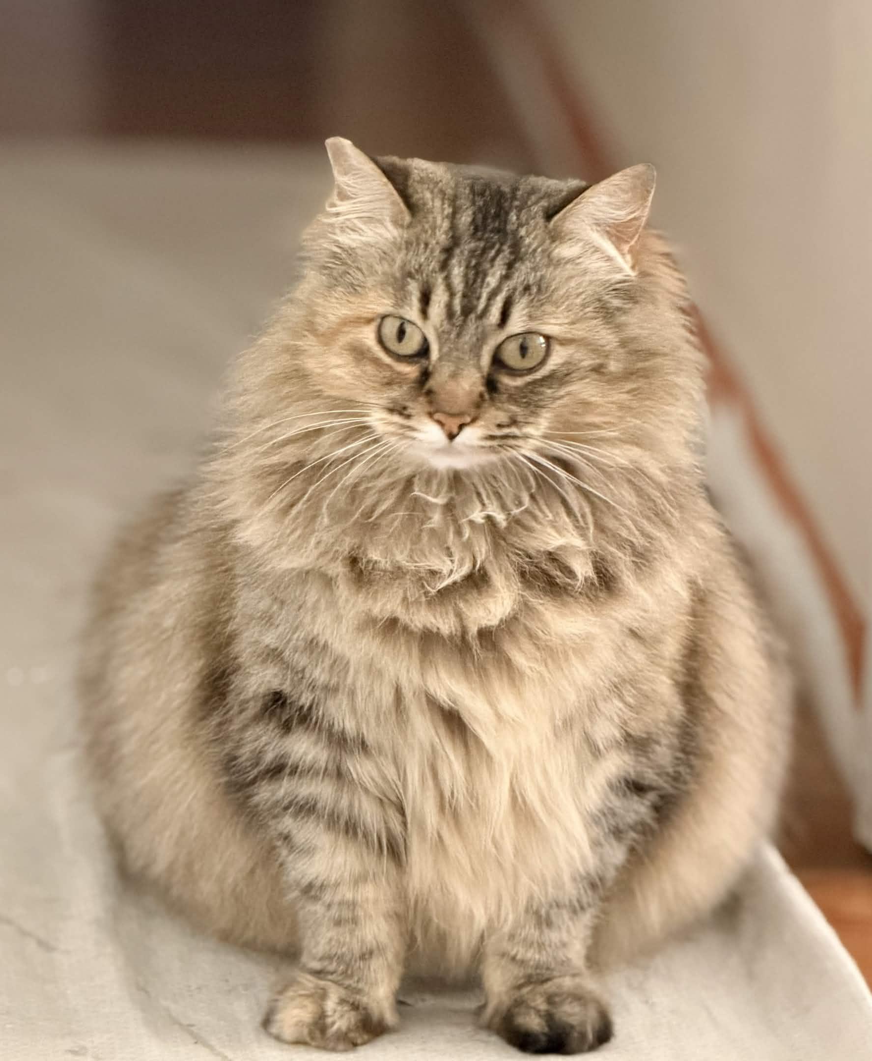 Enlarge ARIEL, an adopted Maine Coon in Rowland Heights, CA image 3/5