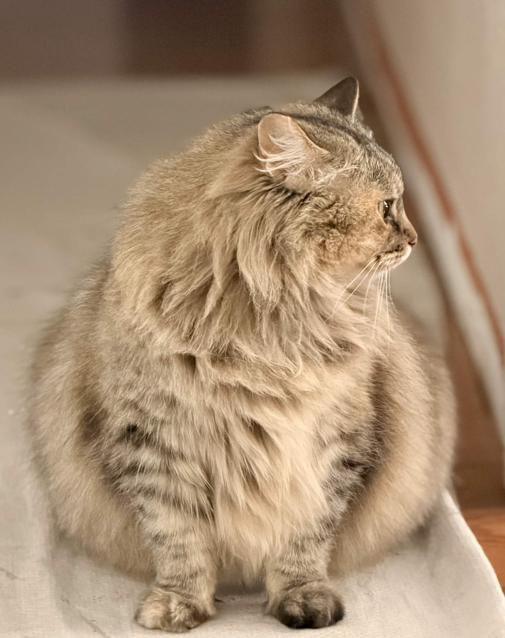 Enlarge ARIEL, an adopted Maine Coon in Rowland Heights, CA image 4/5