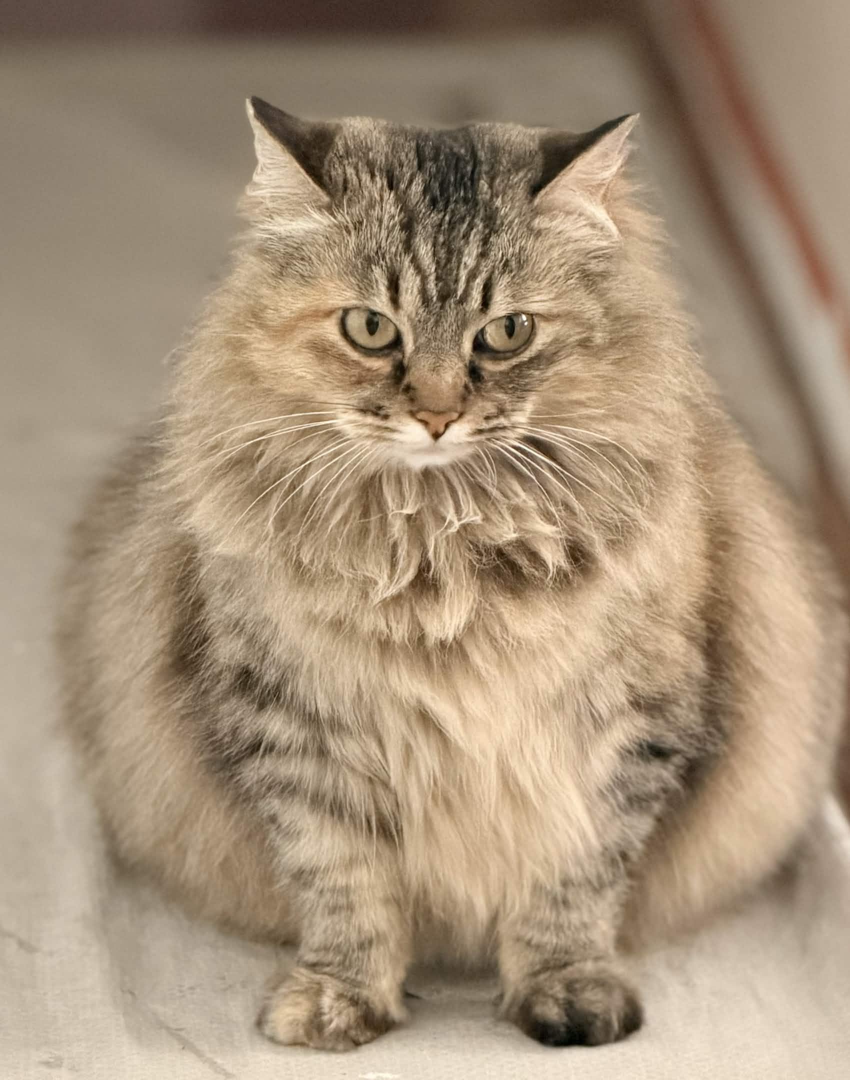 Enlarge ARIEL, an adopted Maine Coon in Rowland Heights, CA image 5/5