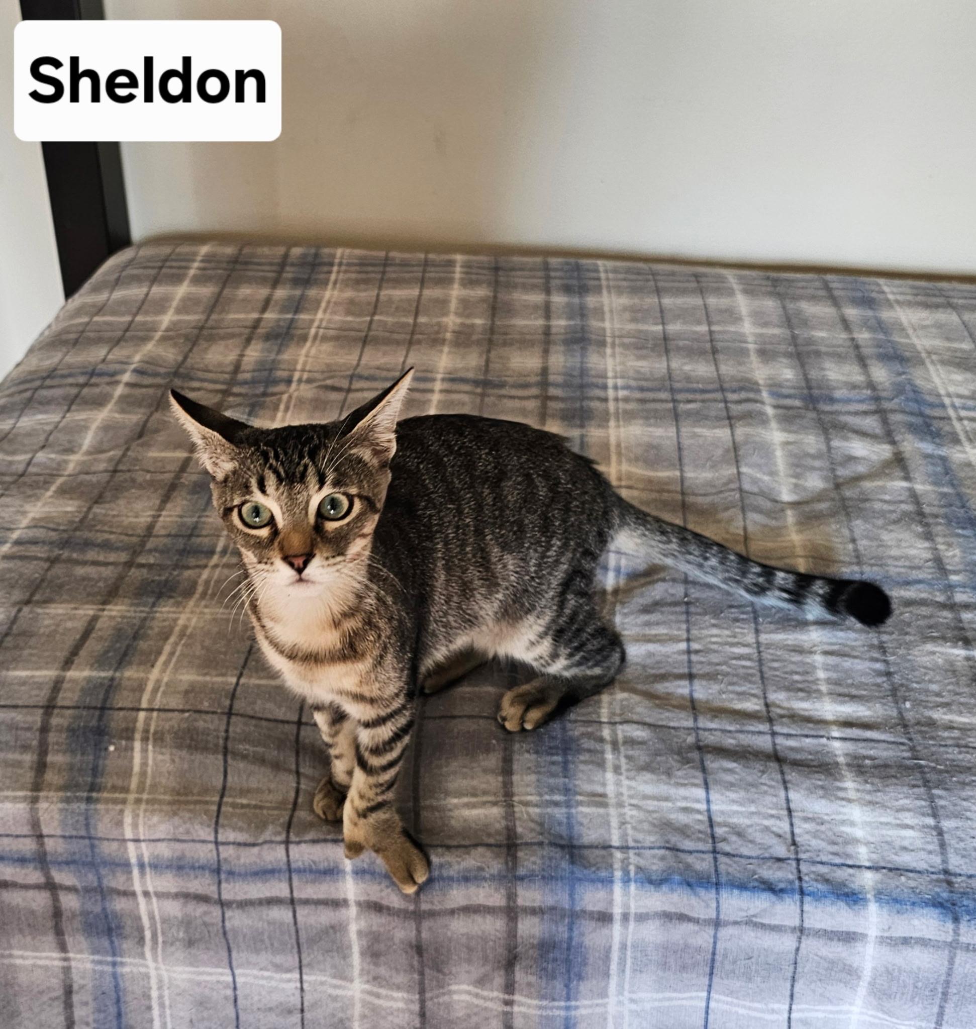 Sheldon