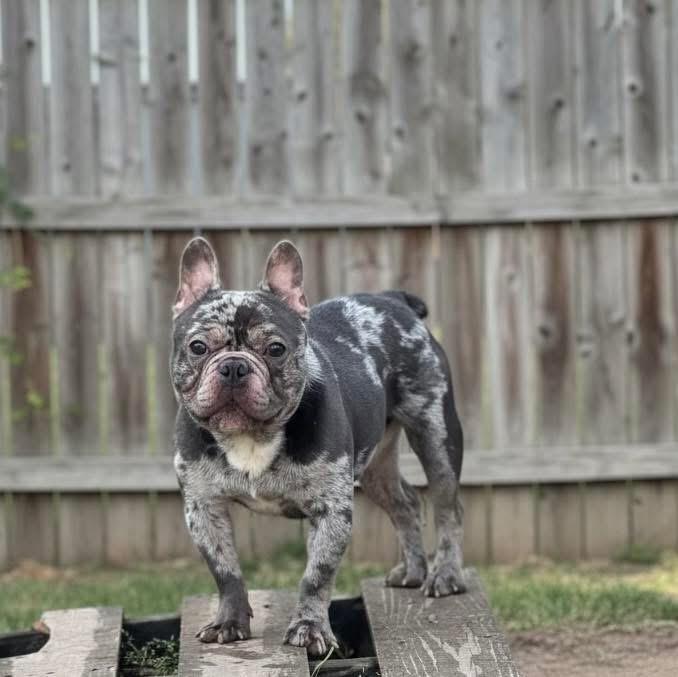 Enlarge Kash, an adopted French Bulldog in Lutz, FL image 1/1
