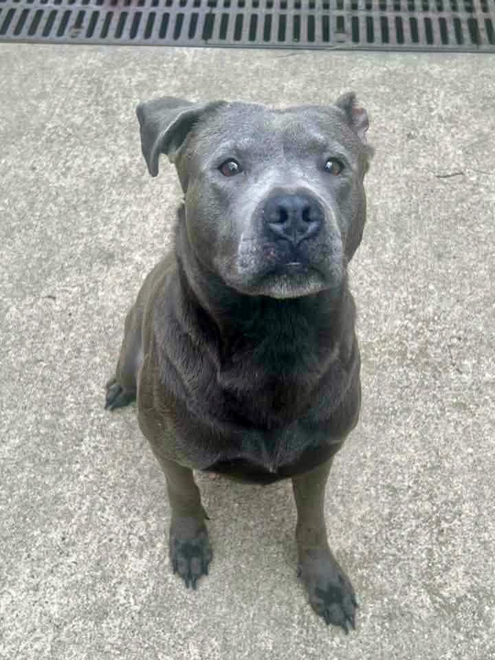Enlarge Athena, an adopted Pit Bull Terrier in Chicago, IL image 3/5