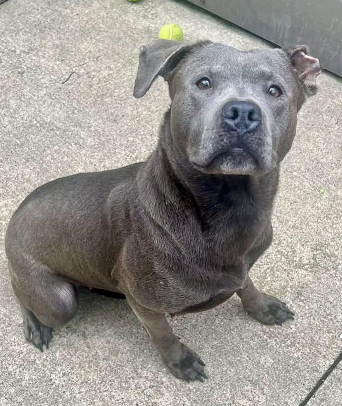Athena, adopted, Adult Female Pit Bull Terrier.