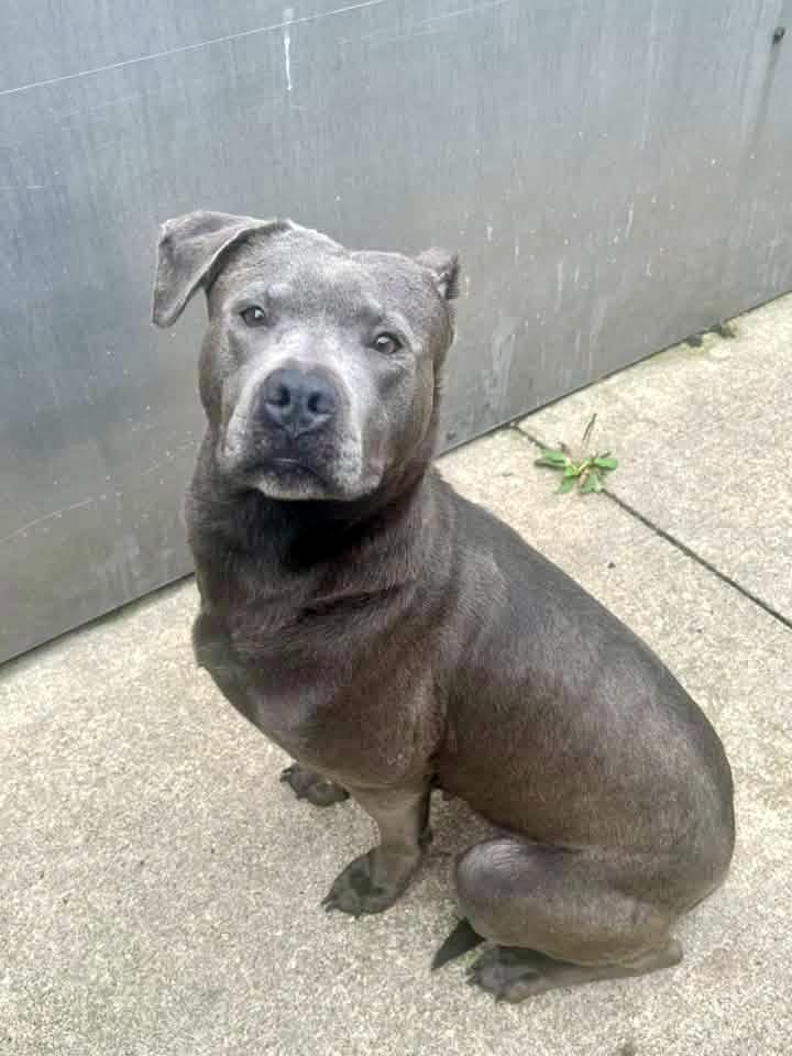 Enlarge Athena, an adopted Pit Bull Terrier in Chicago, IL image 2/5