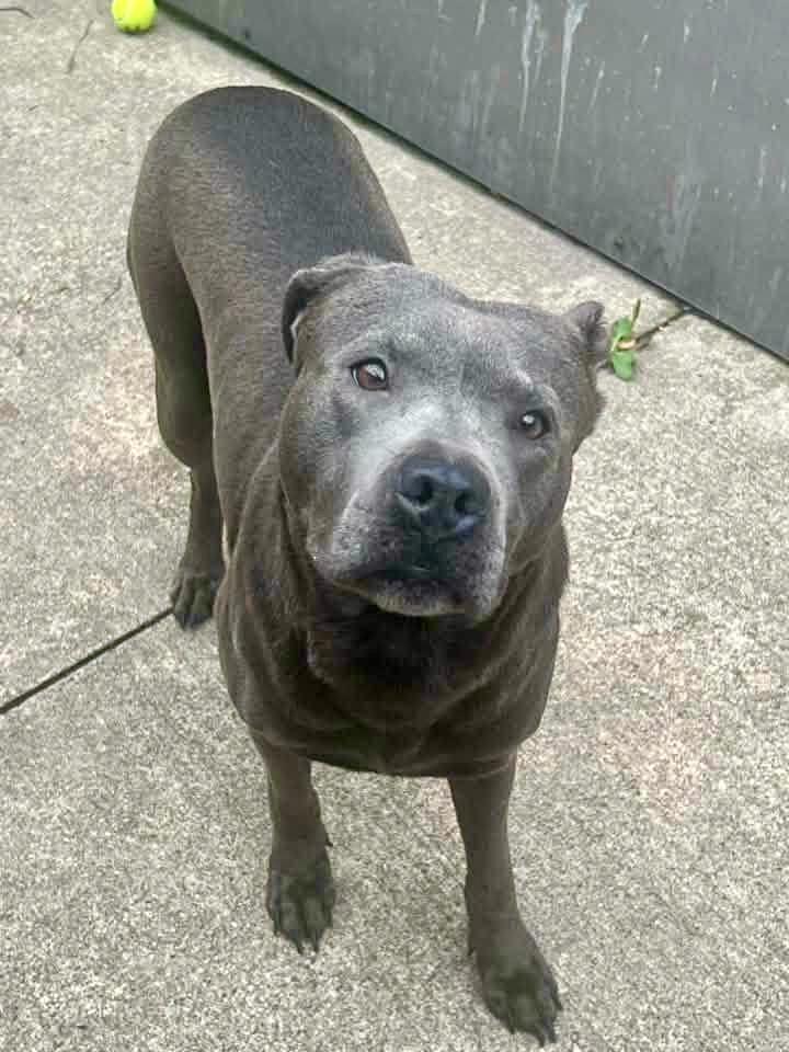 Enlarge Athena, an adopted Pit Bull Terrier in Chicago, IL image 4/5
