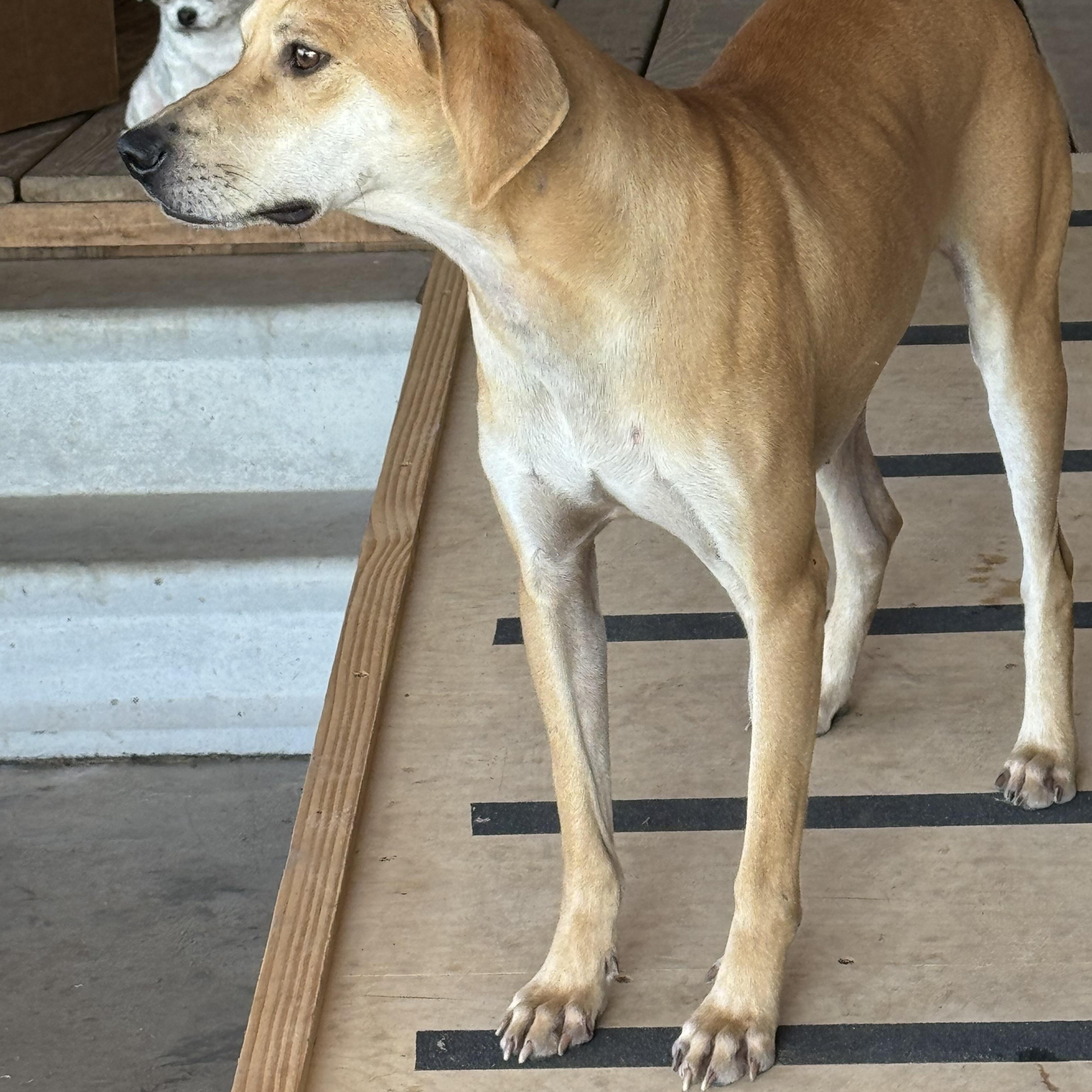 TANNER (Affectionate, Athletic, Loves to Ride the Mule, Good With Cats/Dogs) — thumbnail 3