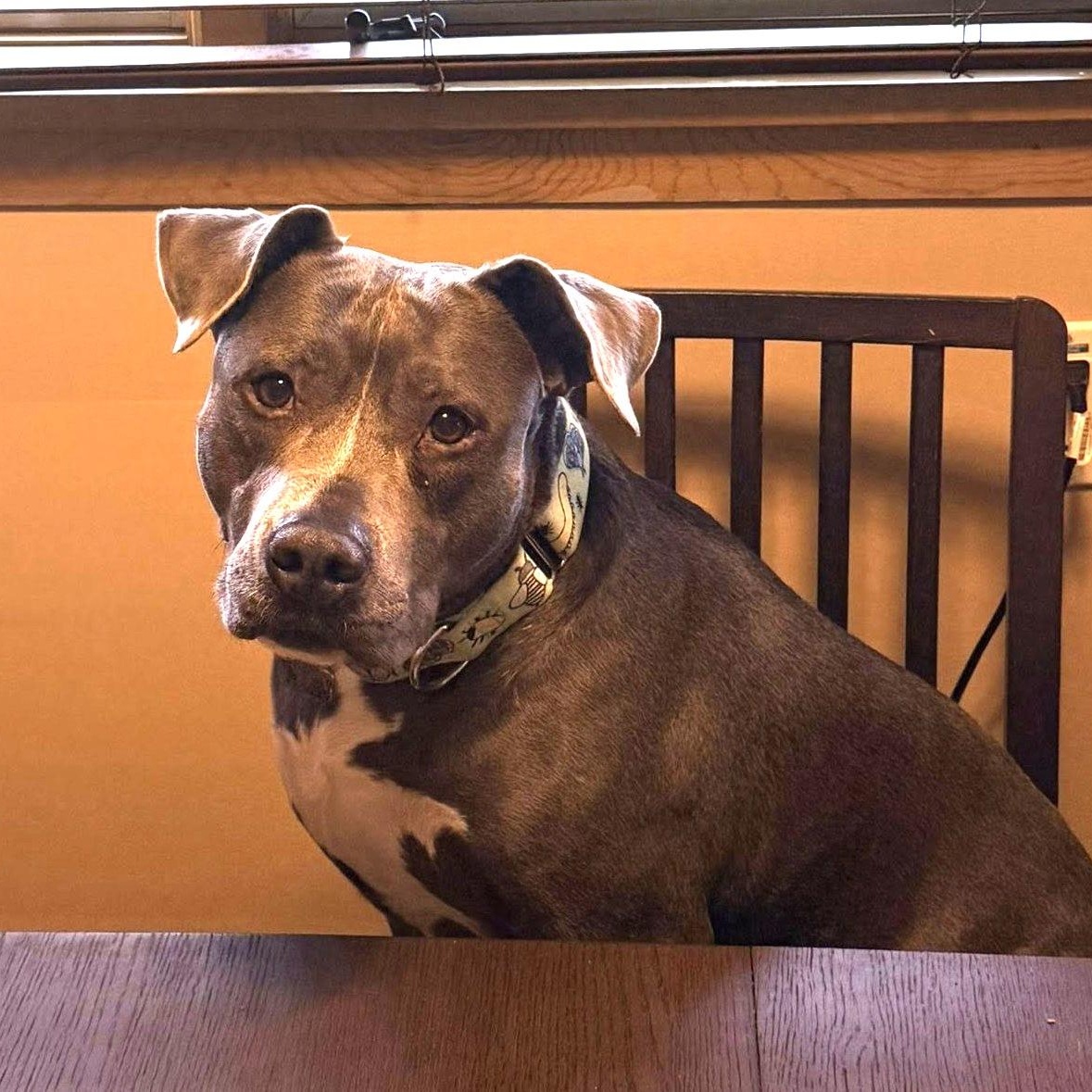 Enlarge Thor, an adopted mixed breed in Grafton, OH image 4/4