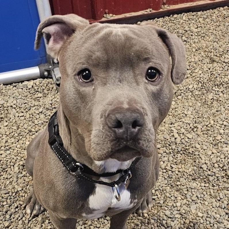 Enlarge Thor, an adopted mixed breed in Grafton, OH image 1/4