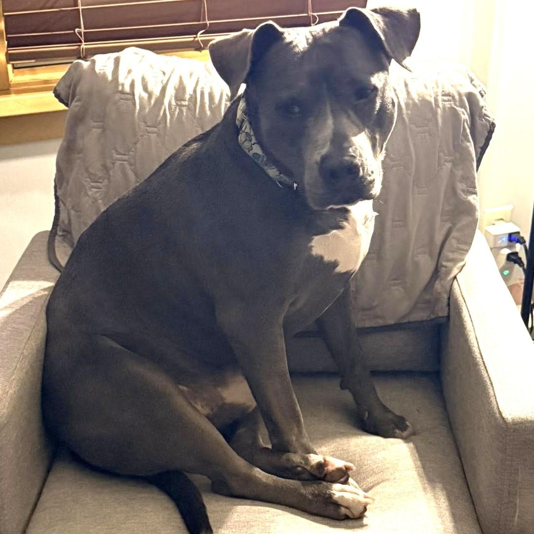 Enlarge Thor, an adopted mixed breed in Grafton, OH image 2/4