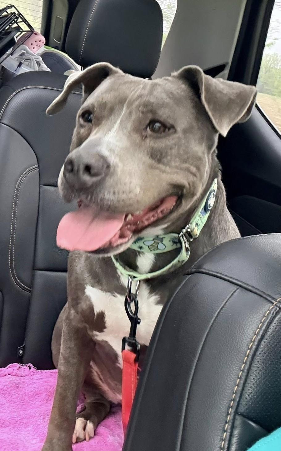 Enlarge Thor, an adopted mixed breed in Grafton, OH image 3/4