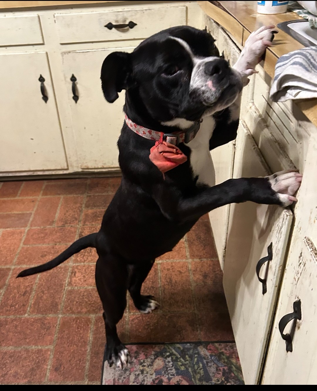 Enlarge Mabel---PRIORITY!!!!, a Adoptable mixed breed in New Orleans, LA image 3/6