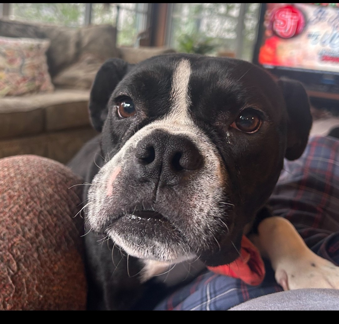 Enlarge Mabel---PRIORITY!!!!, a Adoptable mixed breed in New Orleans, LA image 4/6