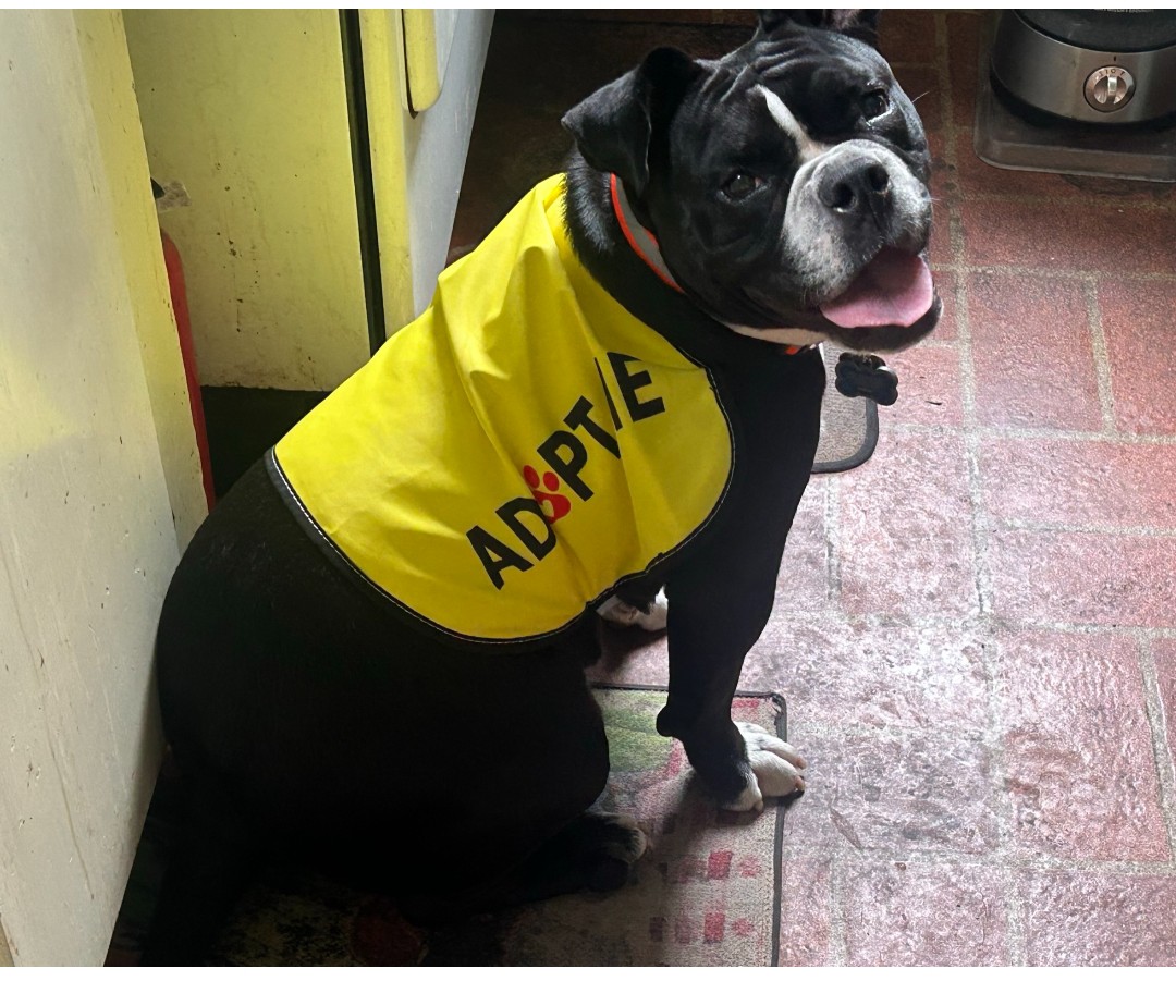 Enlarge Mabel---PRIORITY!!!!, a Adoptable mixed breed in New Orleans, LA image 5/6