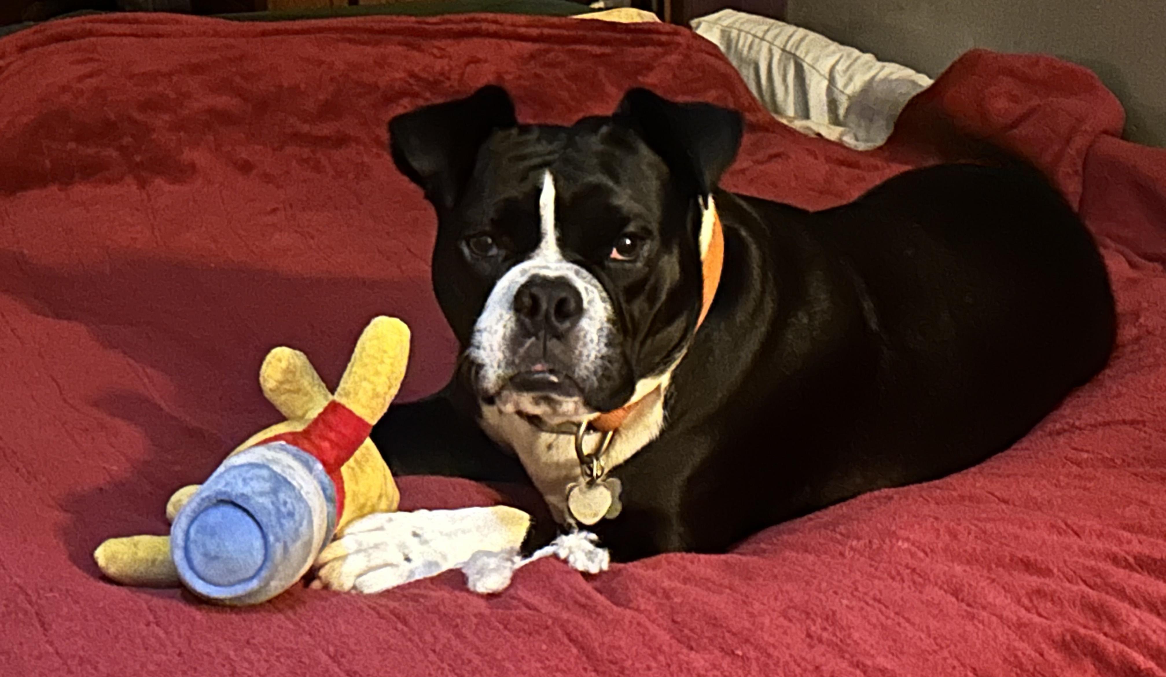 Mabel---PRIORITY!!!!, Adoptable, Young Female Boston Terrier & Bulldog.