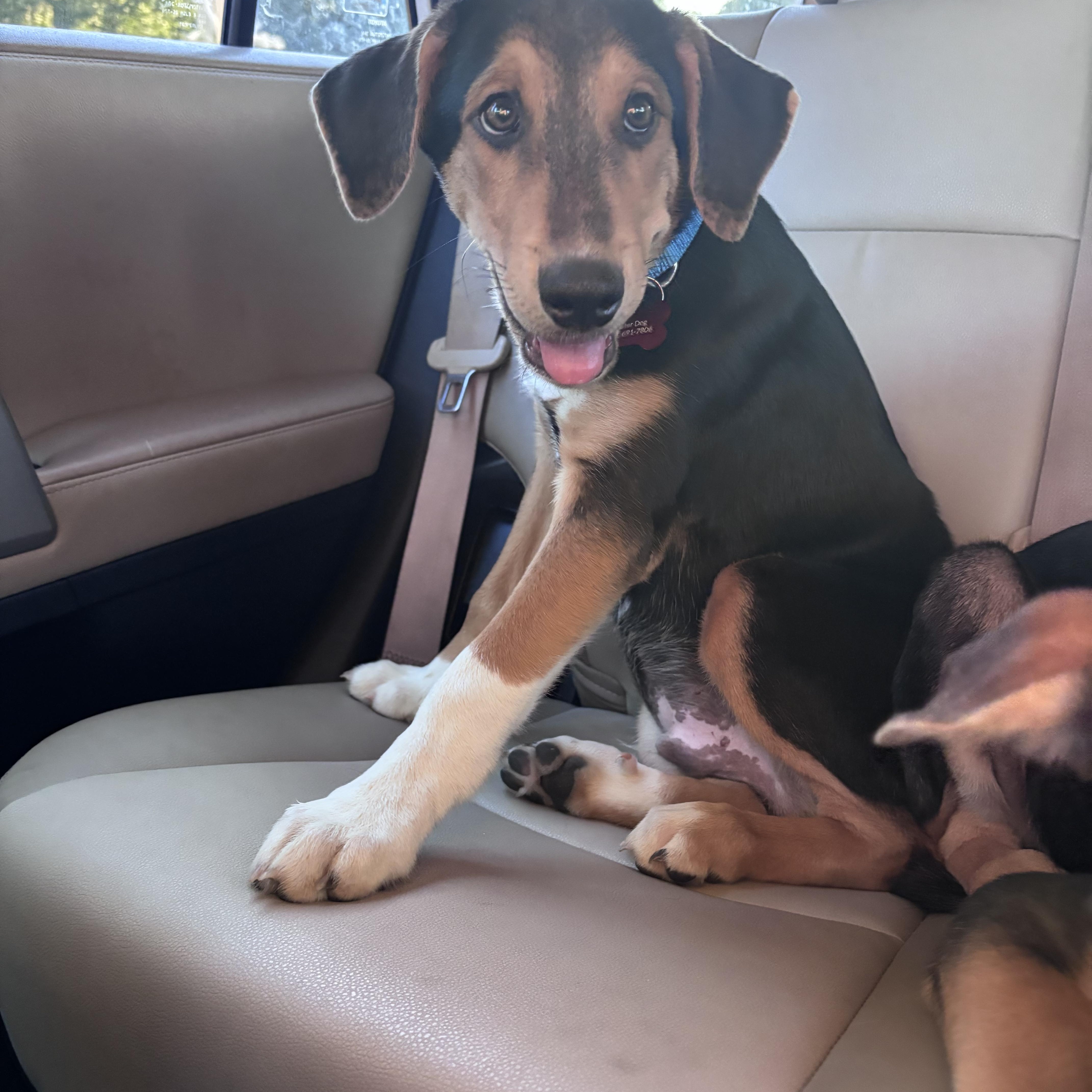 Bernie, ADOPTABLE, Puppy Male Mixed Breed.