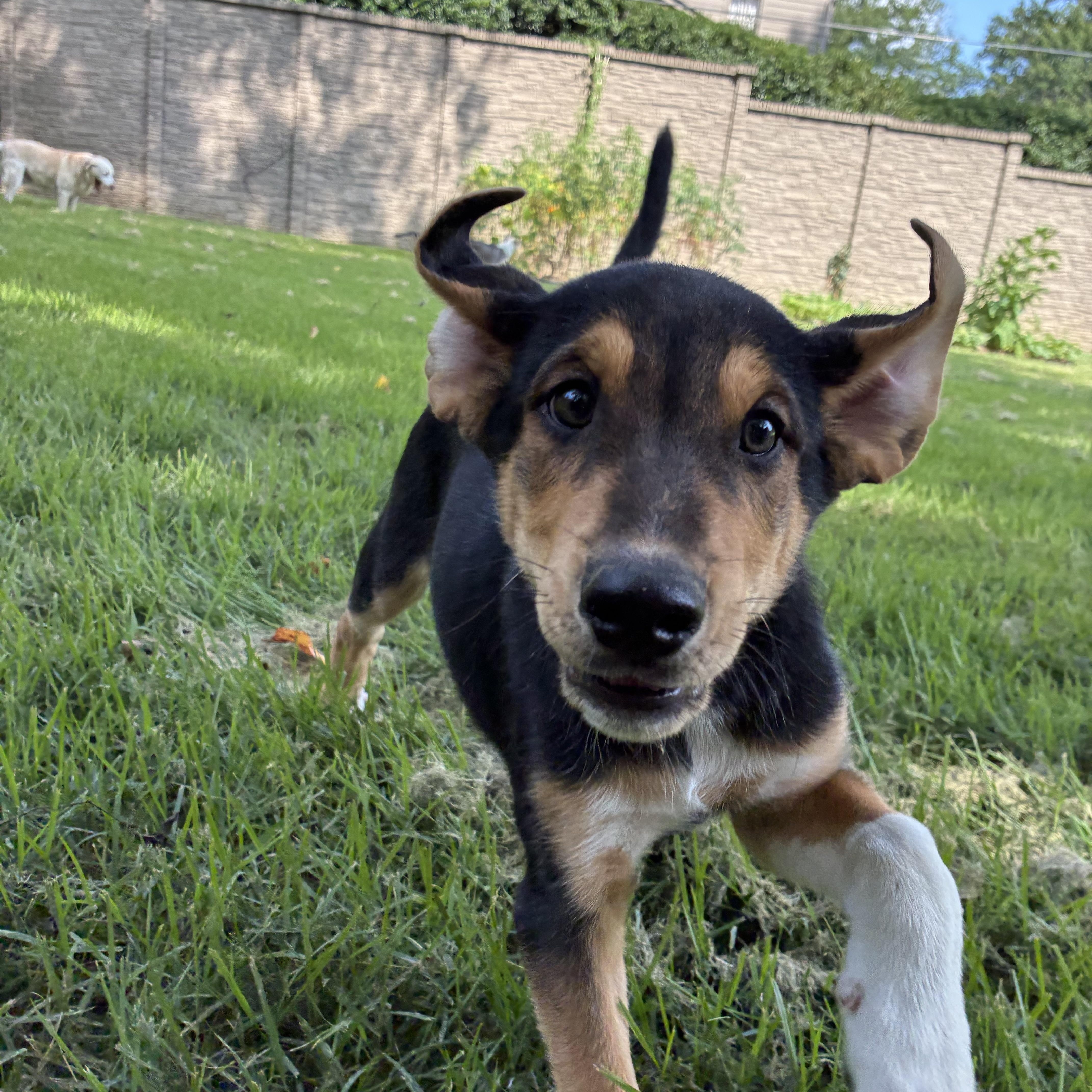 Bernie, a ADOPTABLE mixed breed in Memphis, TN image 3/4