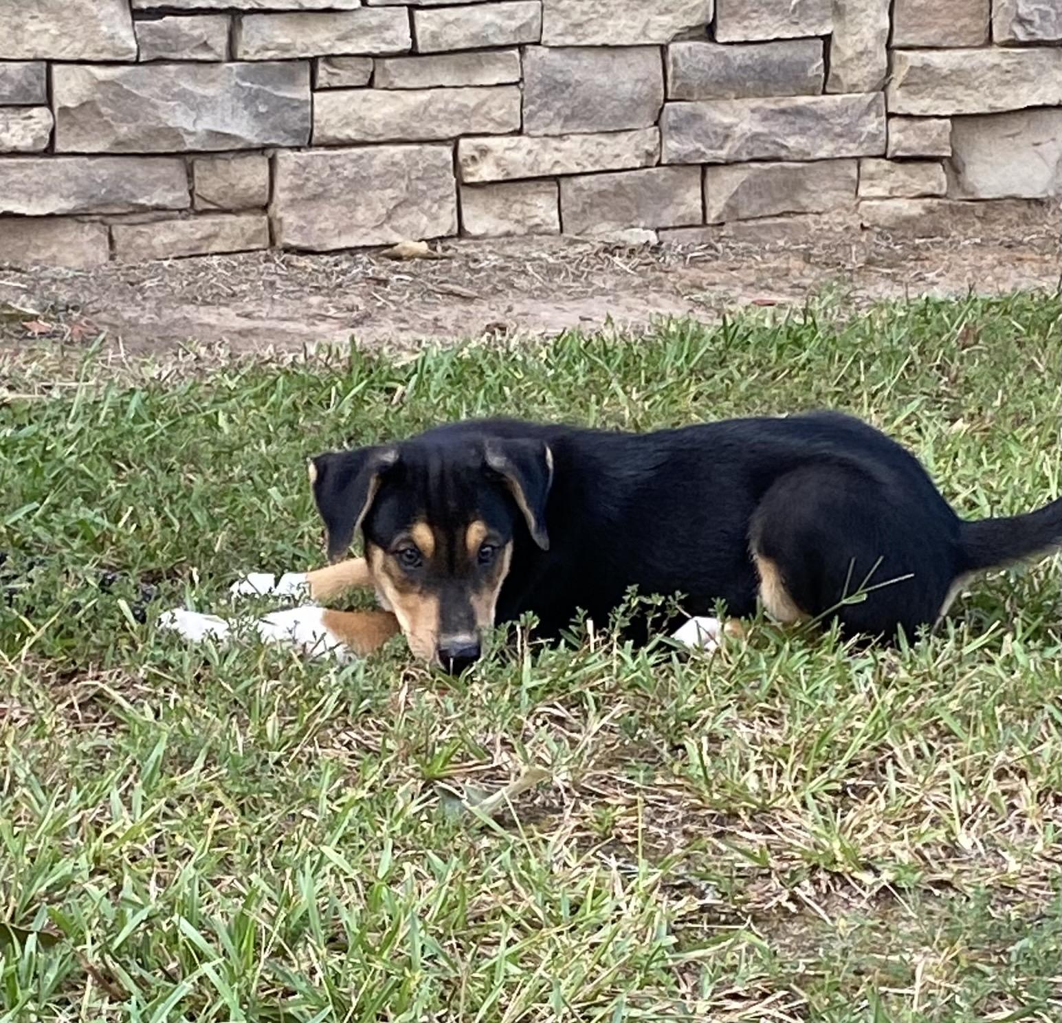 Bernie, a ADOPTABLE mixed breed in Memphis, TN image 4/4