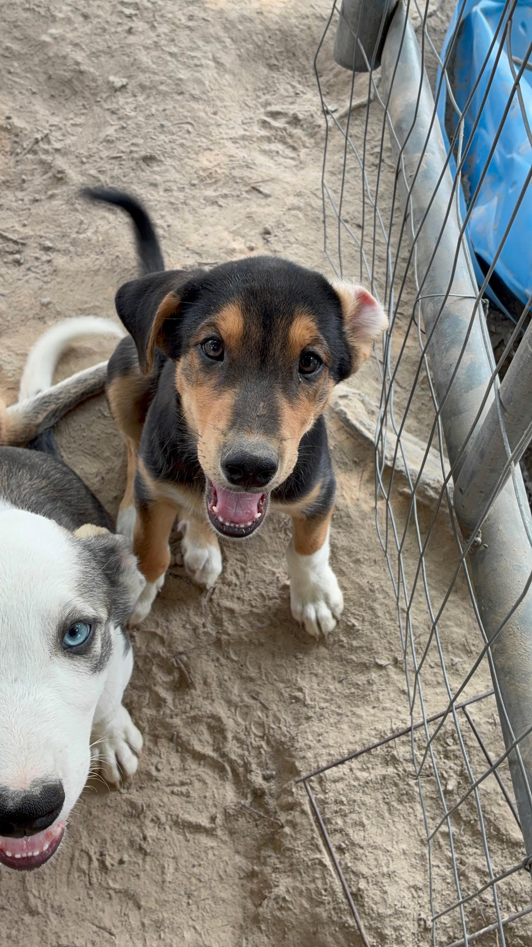 Bernie, a ADOPTABLE mixed breed in Memphis, TN image 2/4