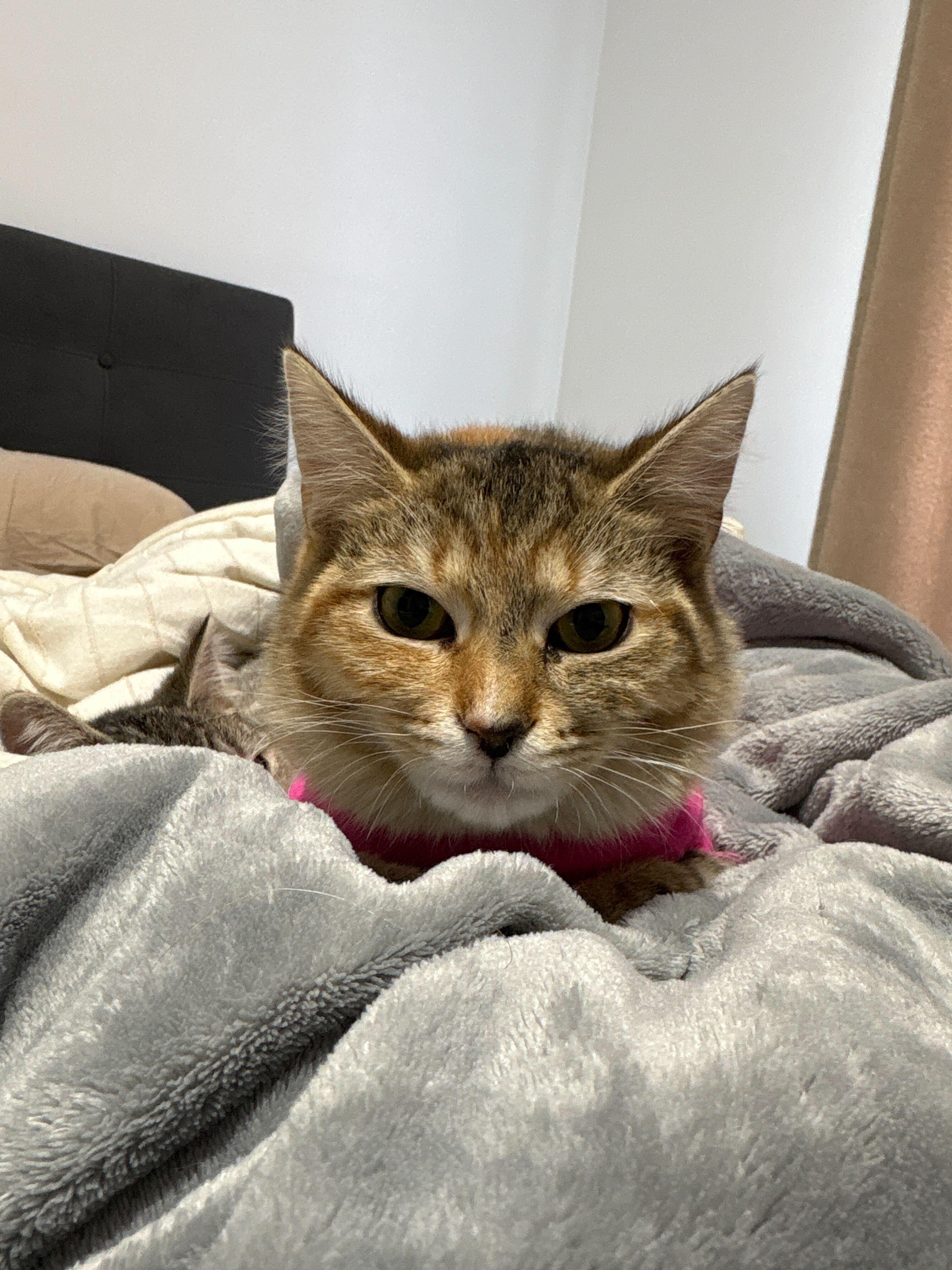 Pumpkin, ADOPTABLE, Kitten Female Domestic Short Hair.