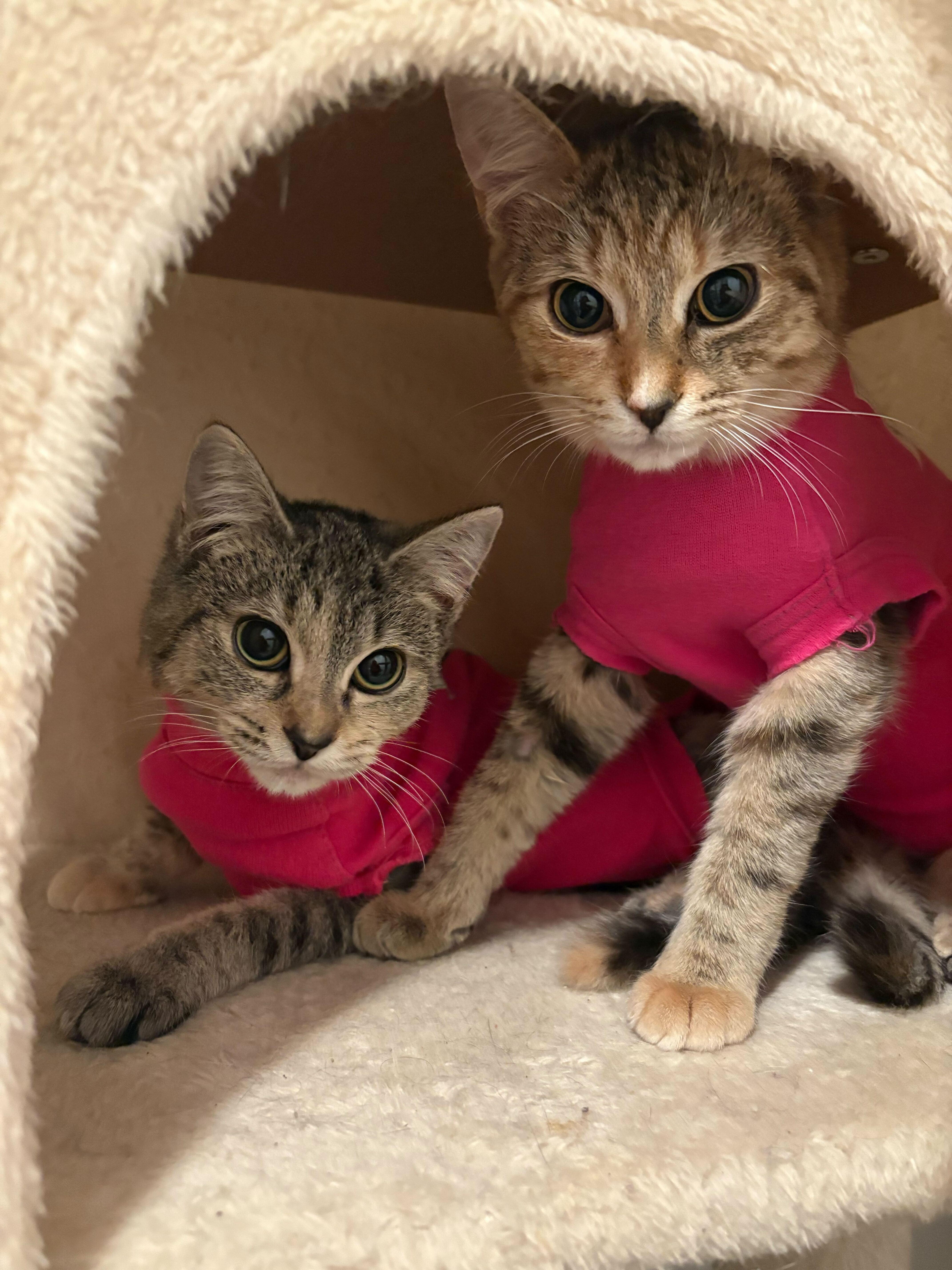 Enlarge Pumpkin, a ADOPTABLE Domestic Short Hair in Wakefield, QC image 3/6