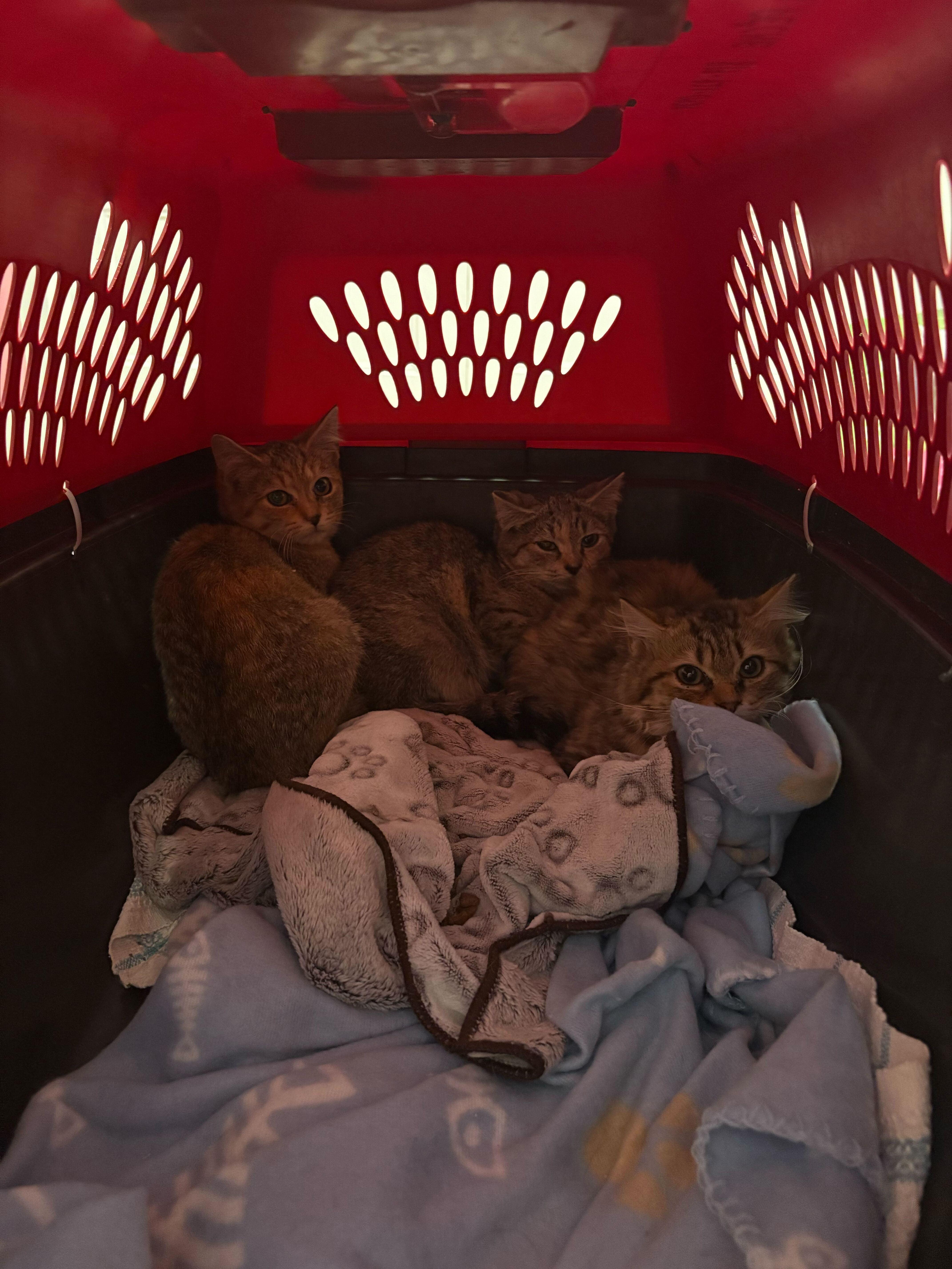 Enlarge Pumpkin, a ADOPTABLE Domestic Short Hair in Wakefield, QC image 2/6