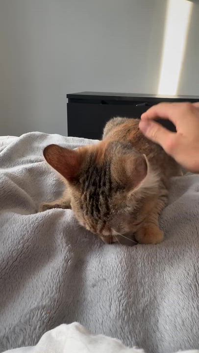 Enlarge Pumpkin, a ADOPTABLE Domestic Short Hair in Wakefield, QC video 6/6