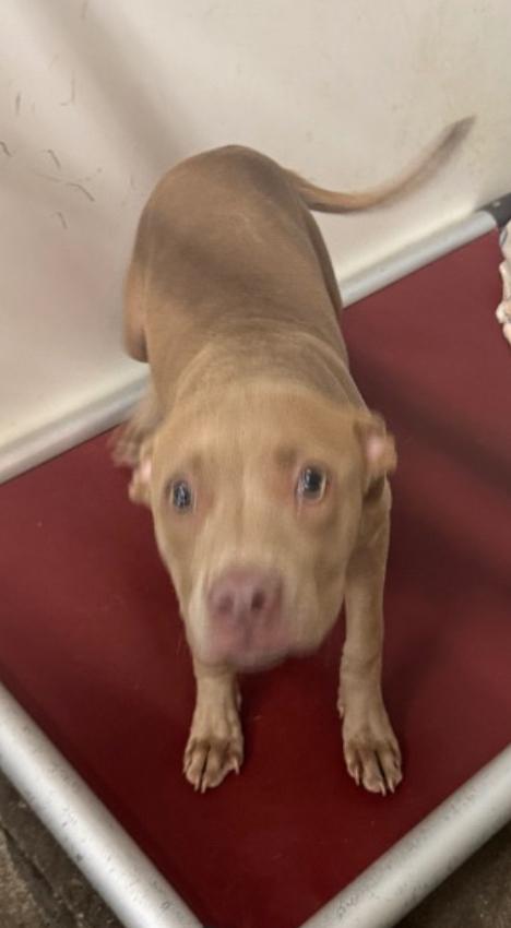 Danisha, an adopted American Bulldog Mix in Elizabethtown, NC_image-1