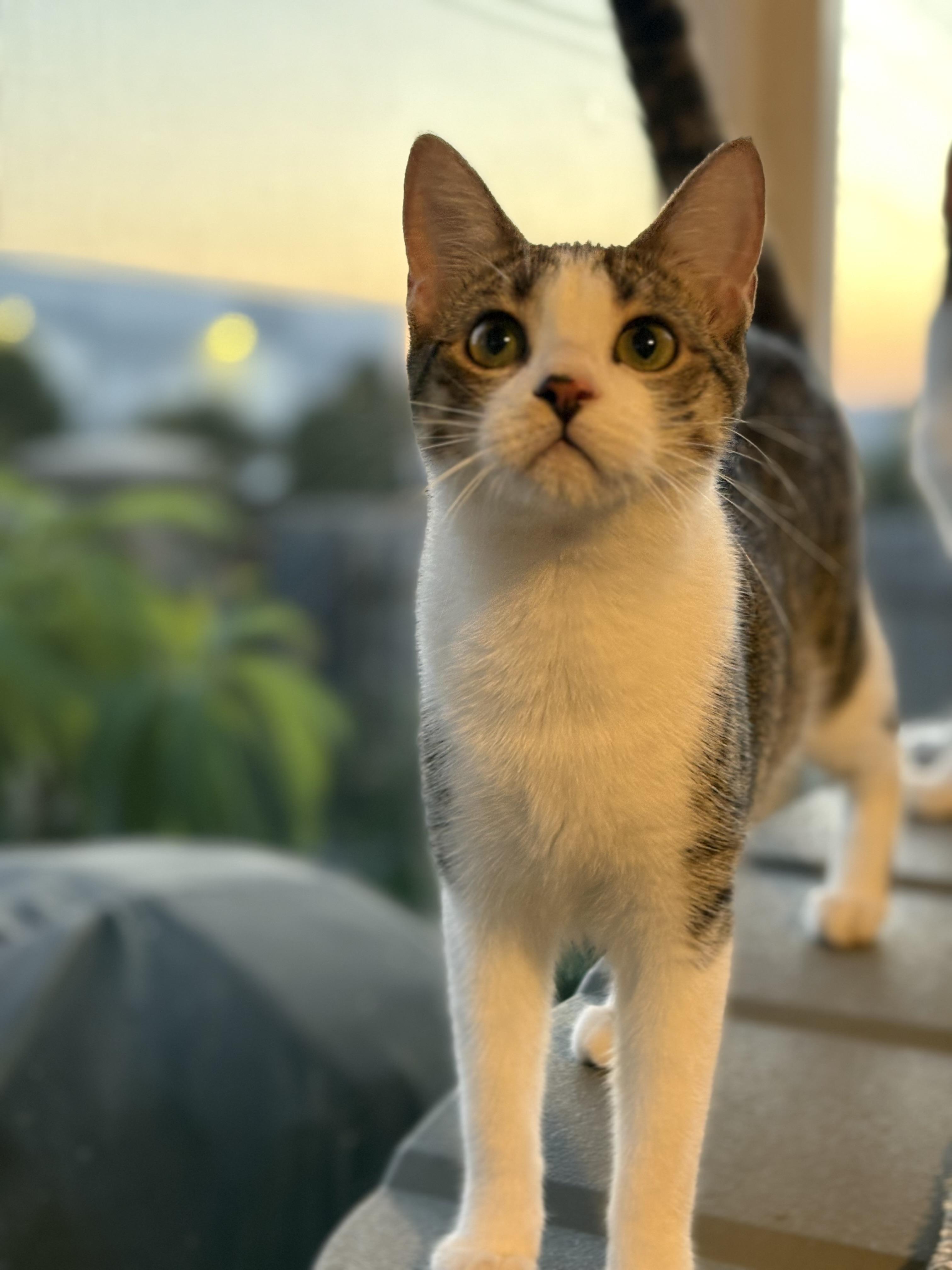 Kiwi, a Adoptable mixed breed in Keller, TX image 2/6