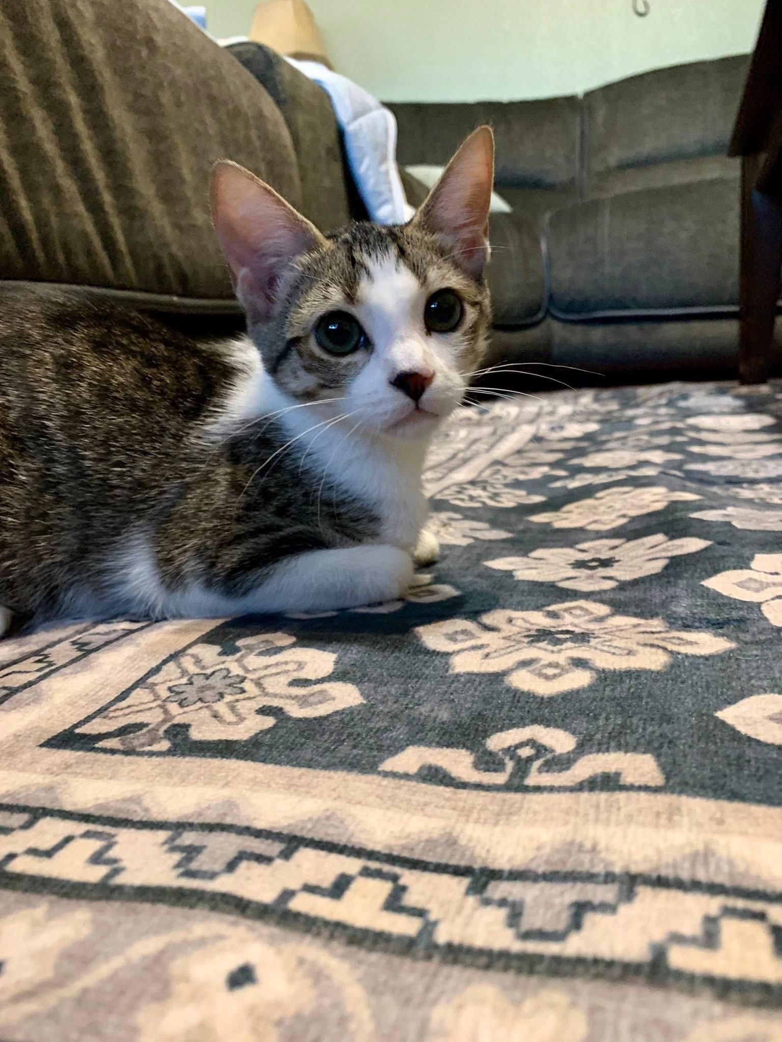 Kiwi, a Adoptable mixed breed in Keller, TX image 5/6