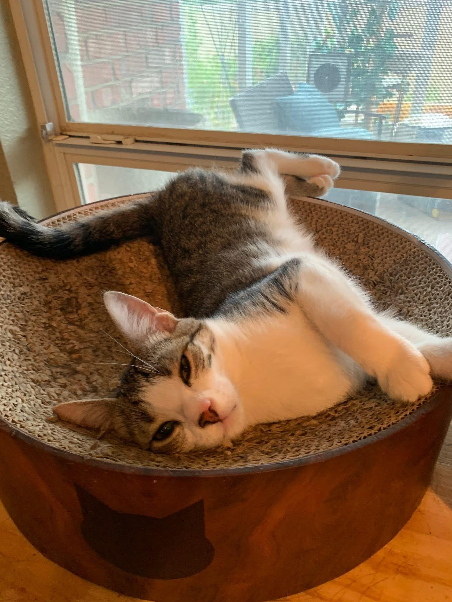 Kiwi, a Adoptable mixed breed in Keller, TX image 6/6