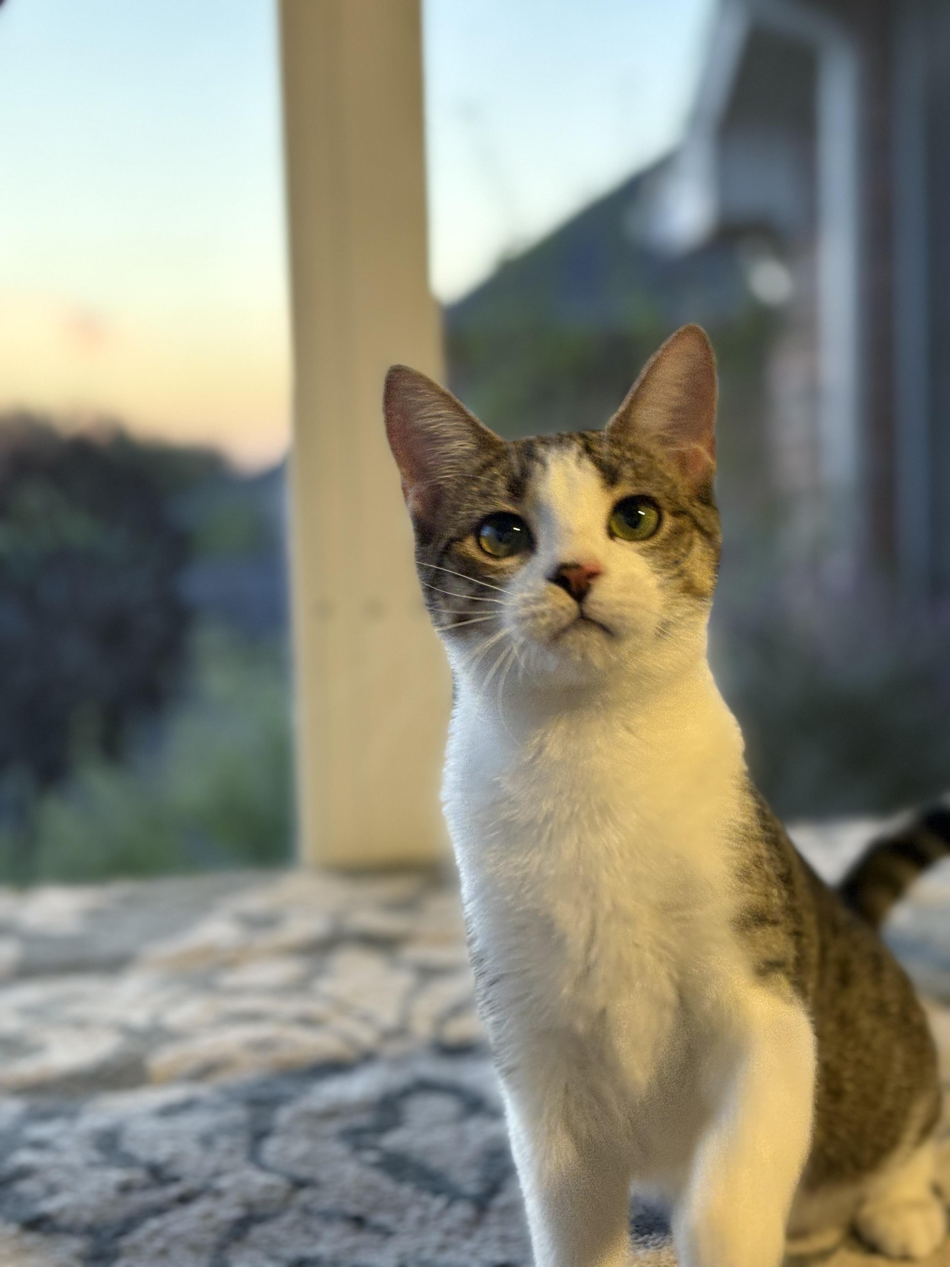 Kiwi, a Adoptable mixed breed in Keller, TX image 3/6