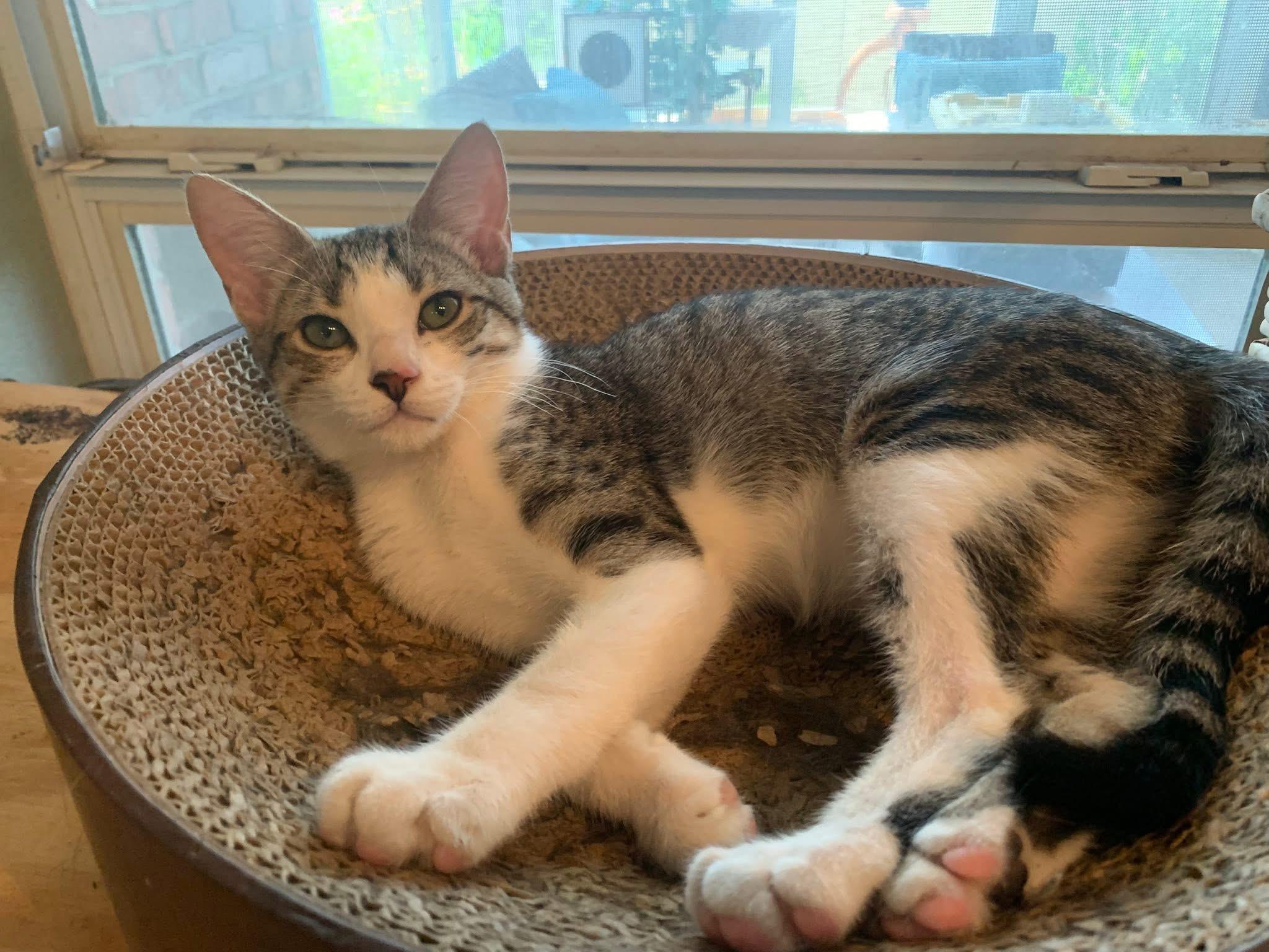 Kiwi, a Adoptable mixed breed in Keller, TX image 4/6