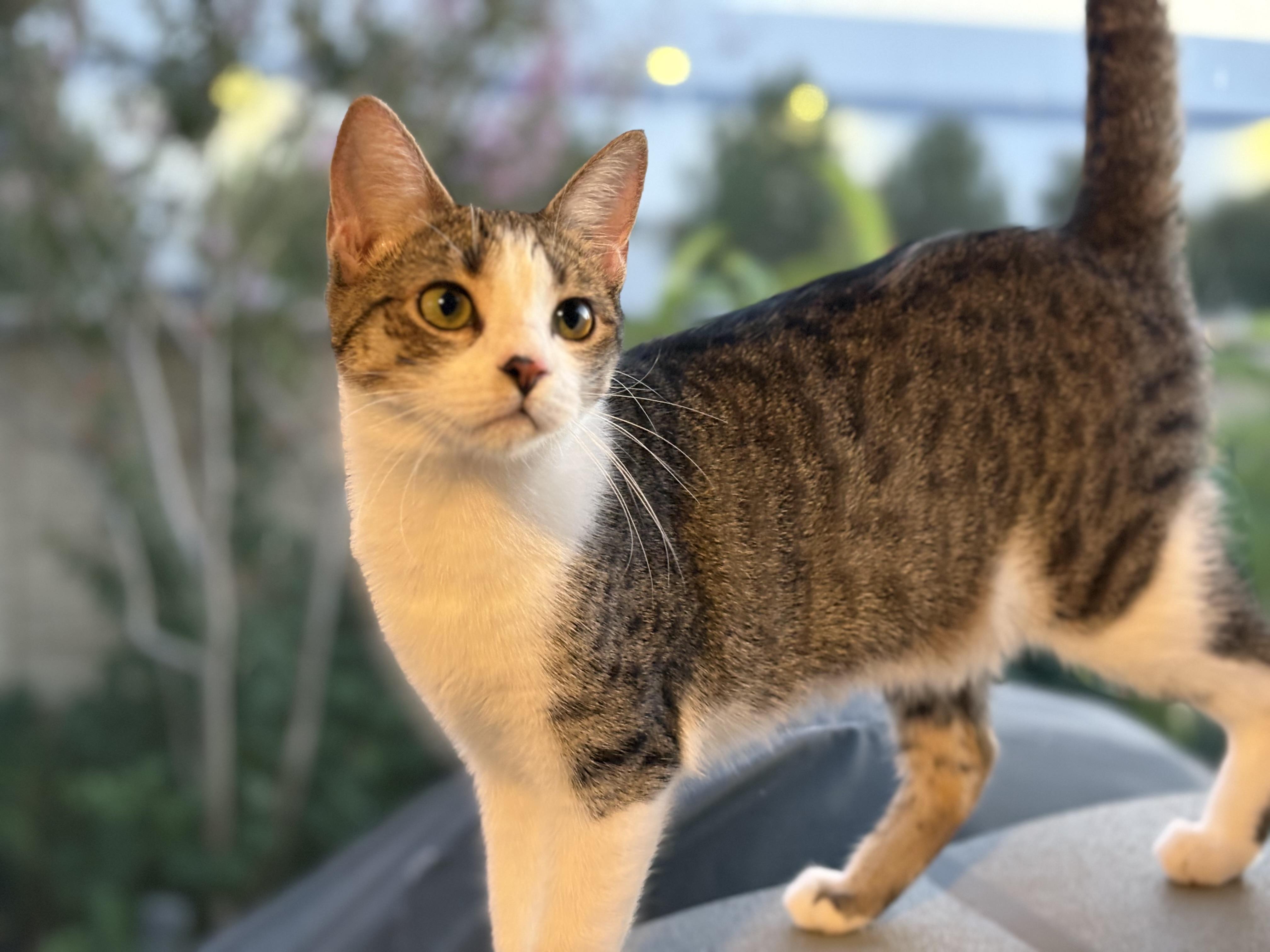 Kiwi, Adoptable, Kitten Female Tabby.