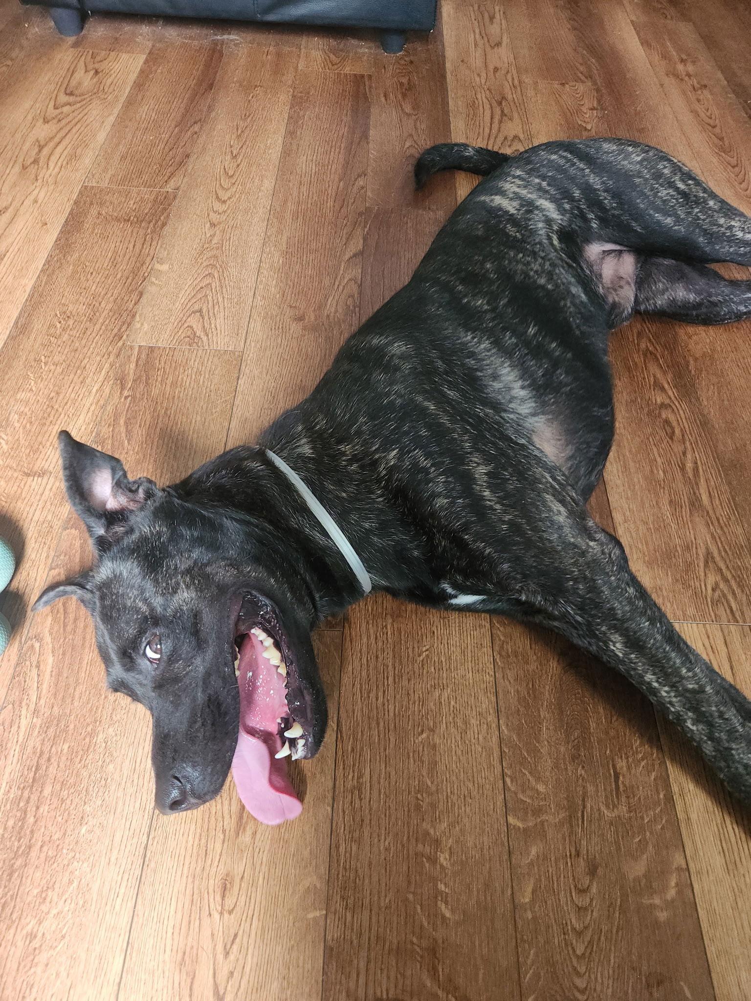 Apollo, Adoptable, Adult Male American Staffordshire Terrier.