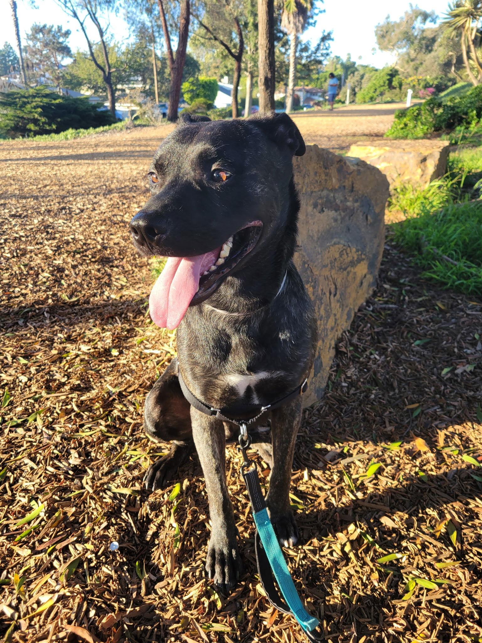 Apollo, a Adoptable American Staffordshire Terrier in Sparks, NV image 2/2