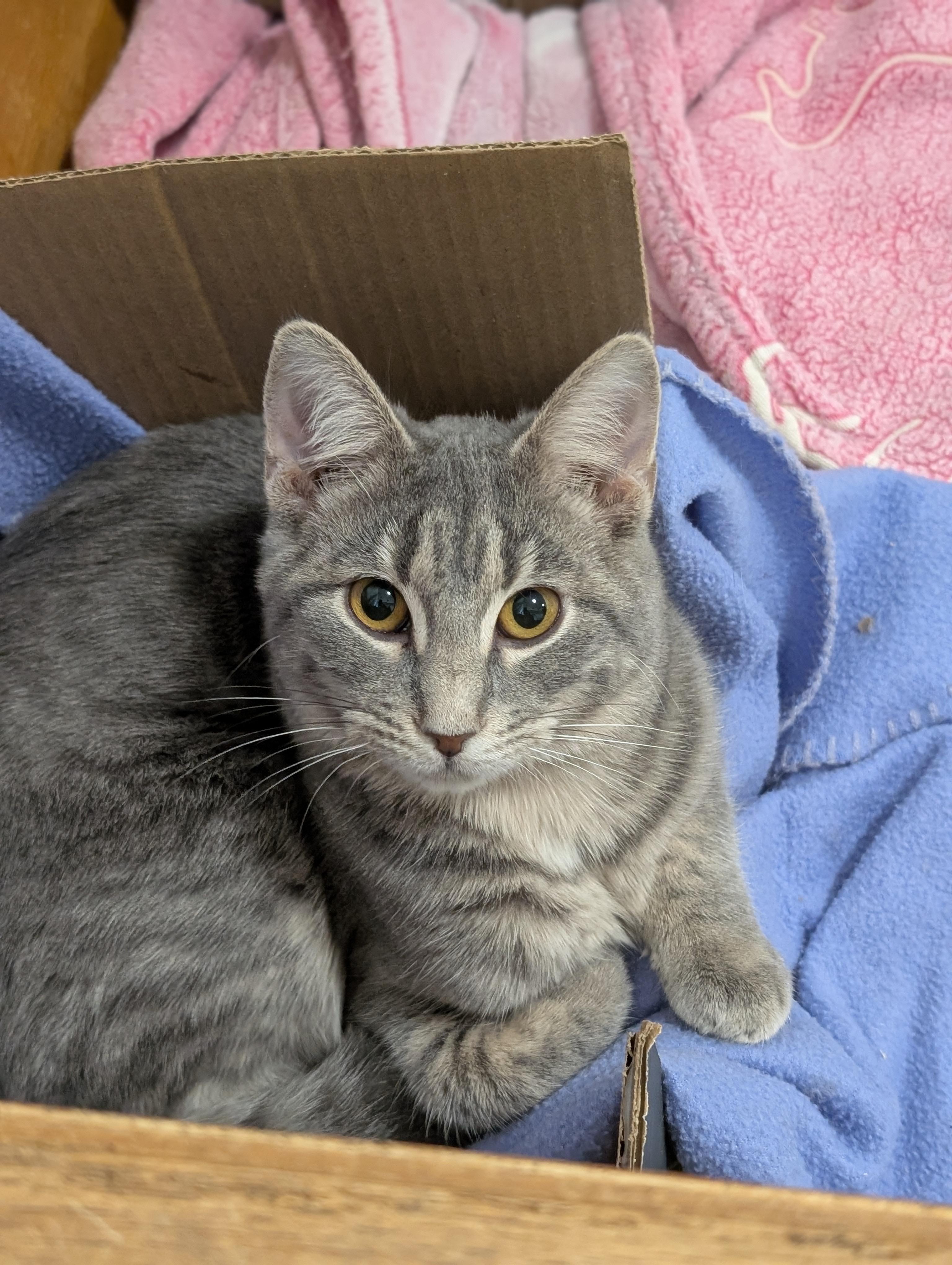 Little Gray, Adoptable, Kitten Male Domestic Short Hair.