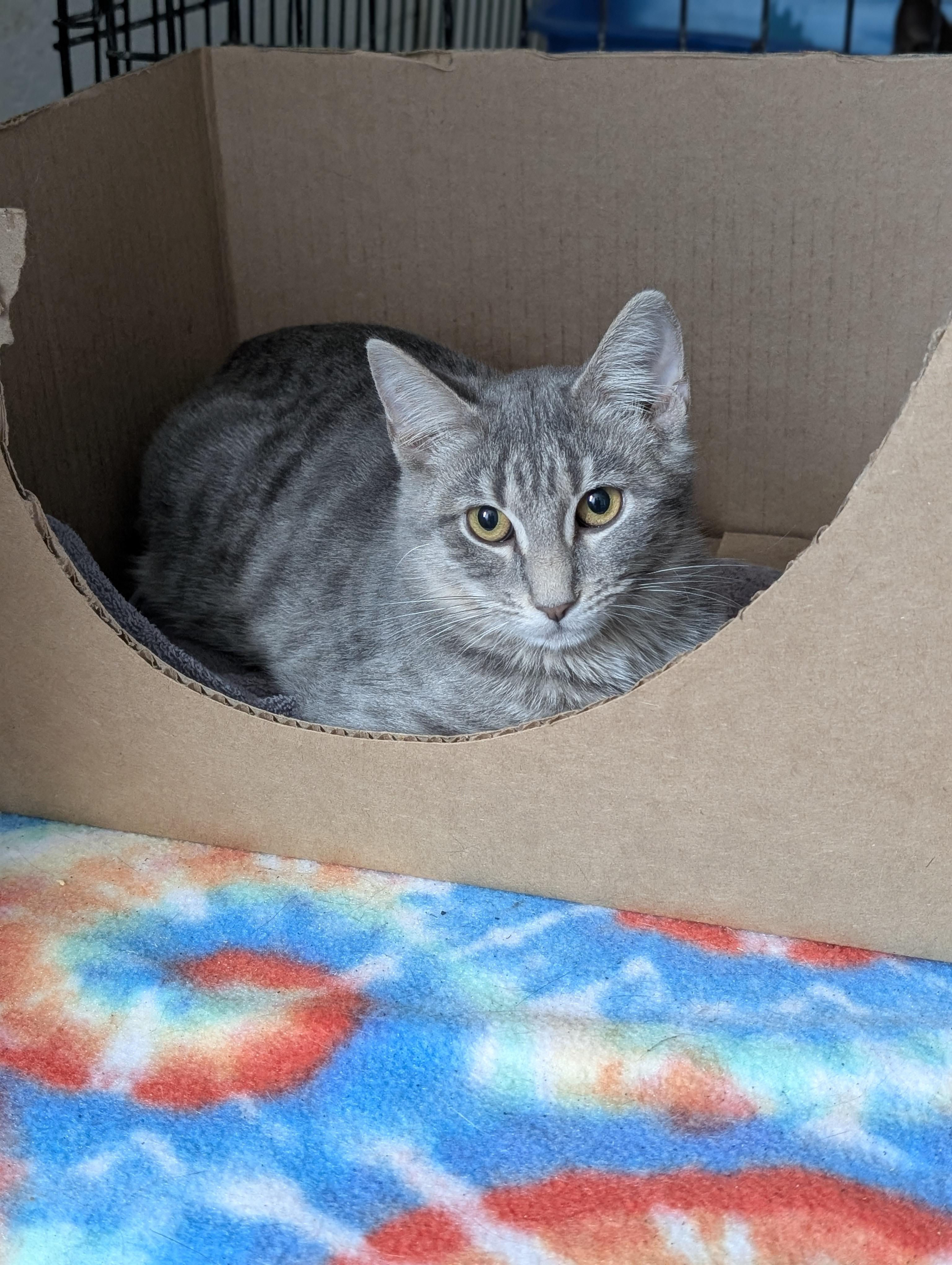 Little Gray, a Adoptable Domestic Short Hair in Tilton, IL image 1/6