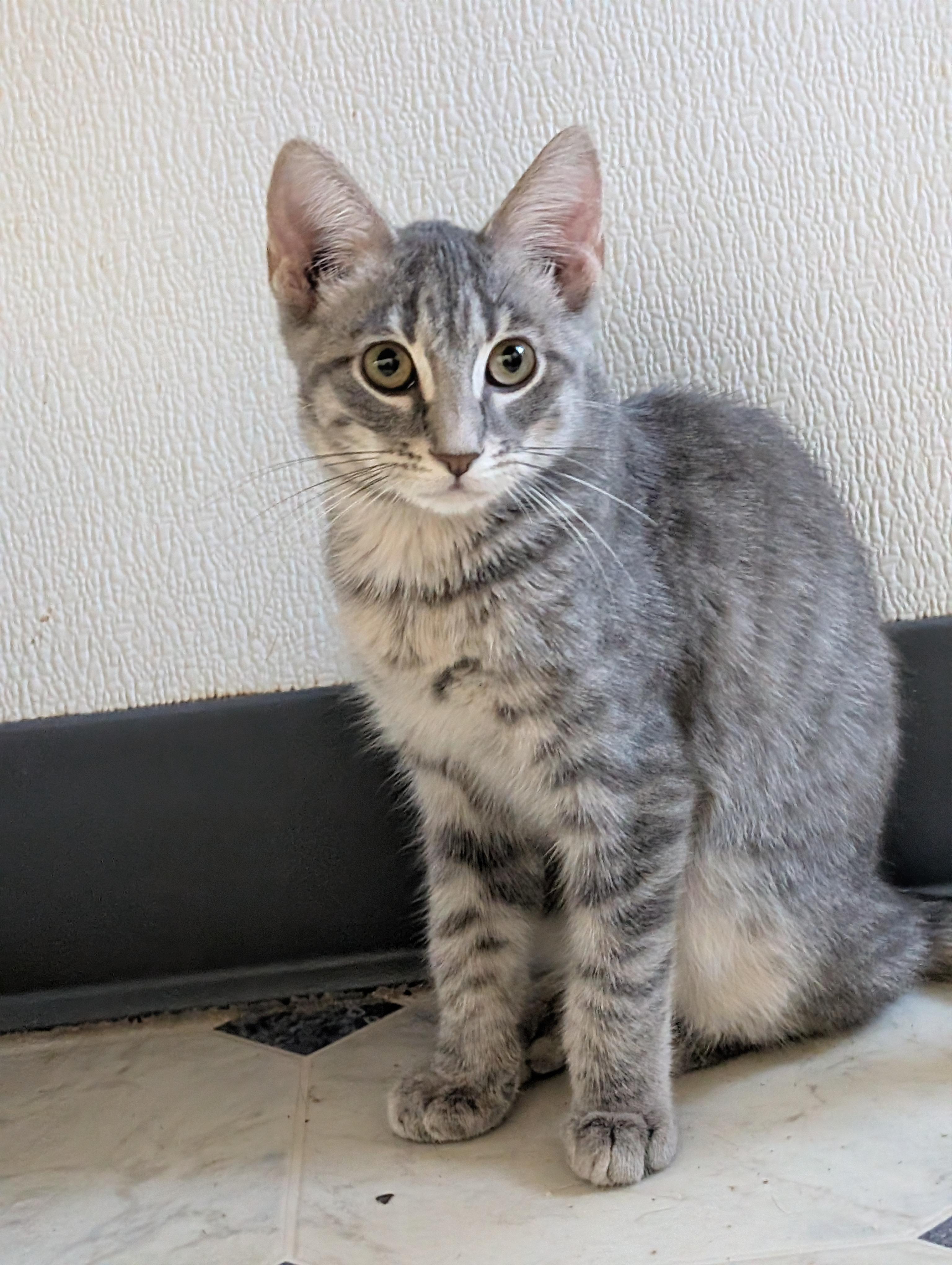 Little Gray, a Adoptable Domestic Short Hair in Tilton, IL image 6/6