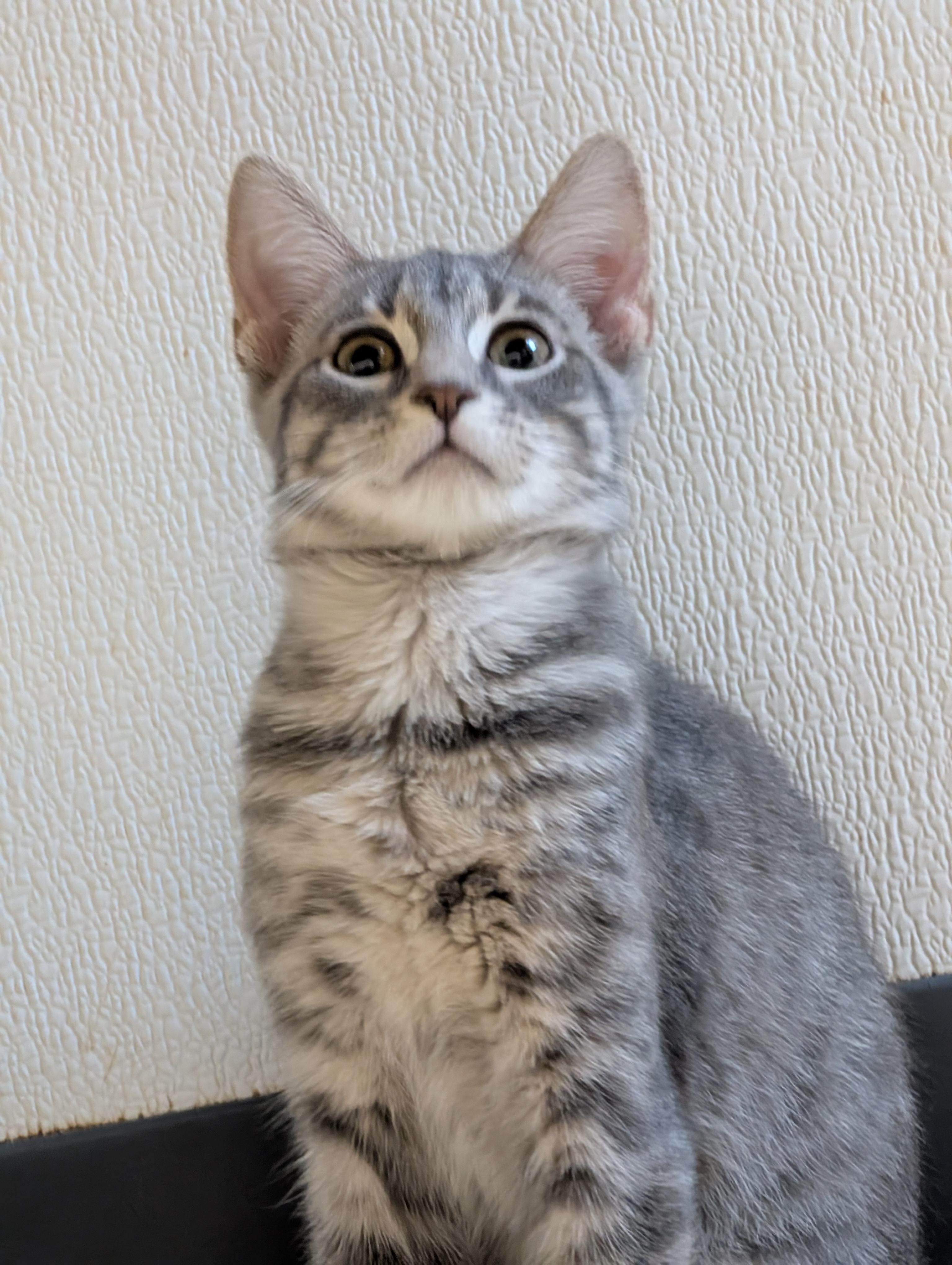 Little Gray, a Adoptable Domestic Short Hair in Tilton, IL image 3/6