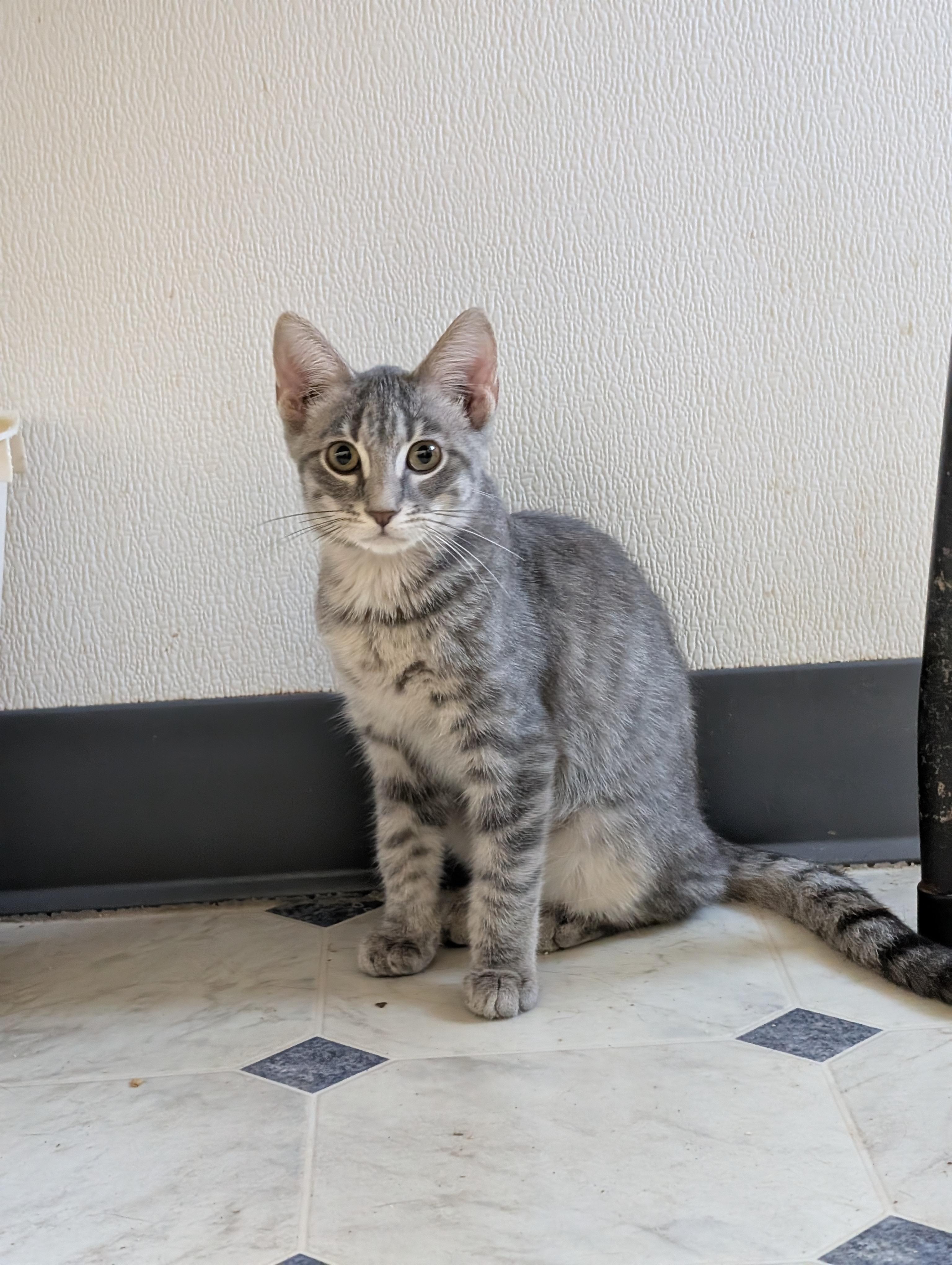 Little Gray, a Adoptable Domestic Short Hair in Tilton, IL image 5/6
