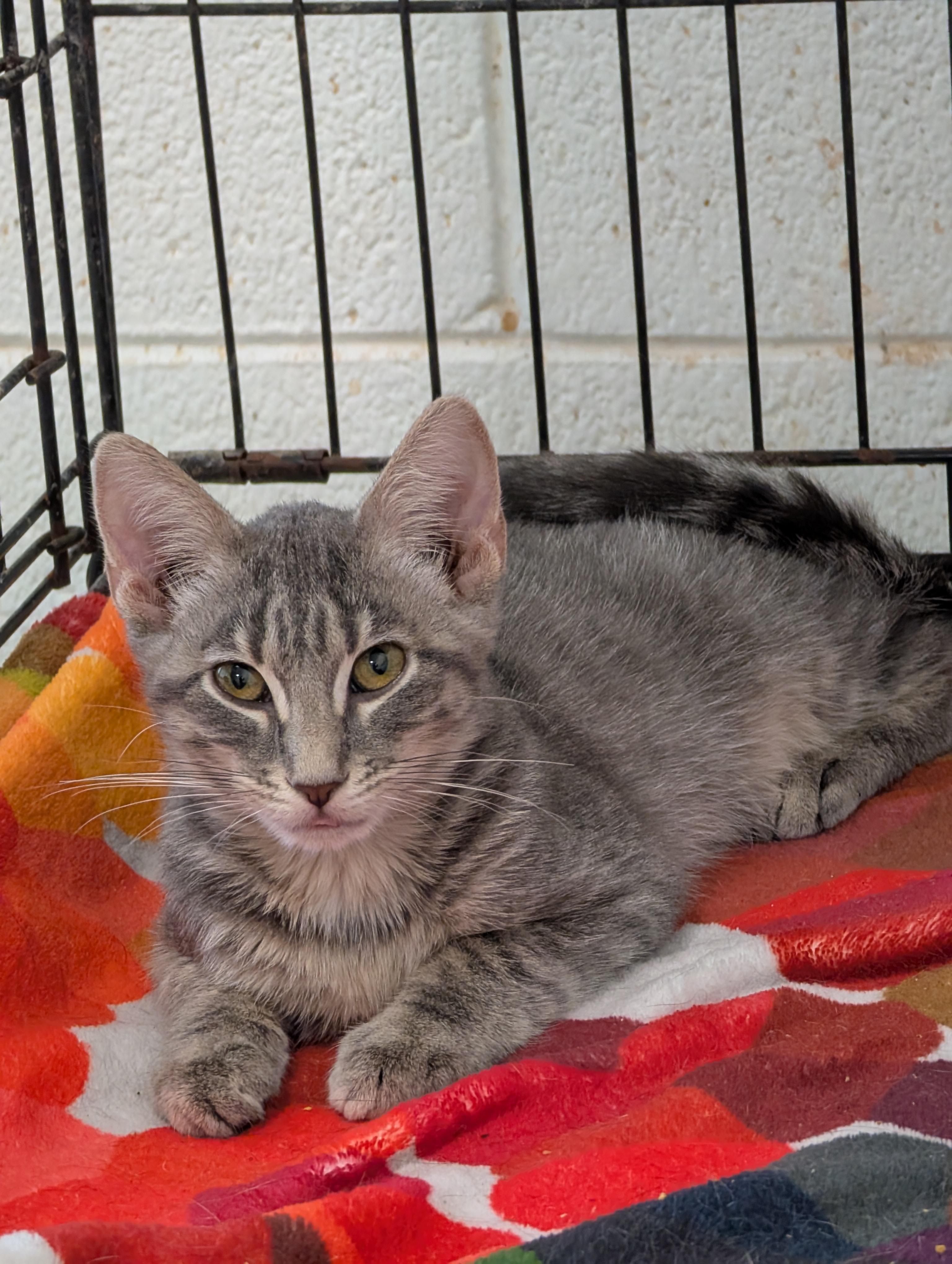 Little Gray, a Adoptable Domestic Short Hair in Tilton, IL image 4/6