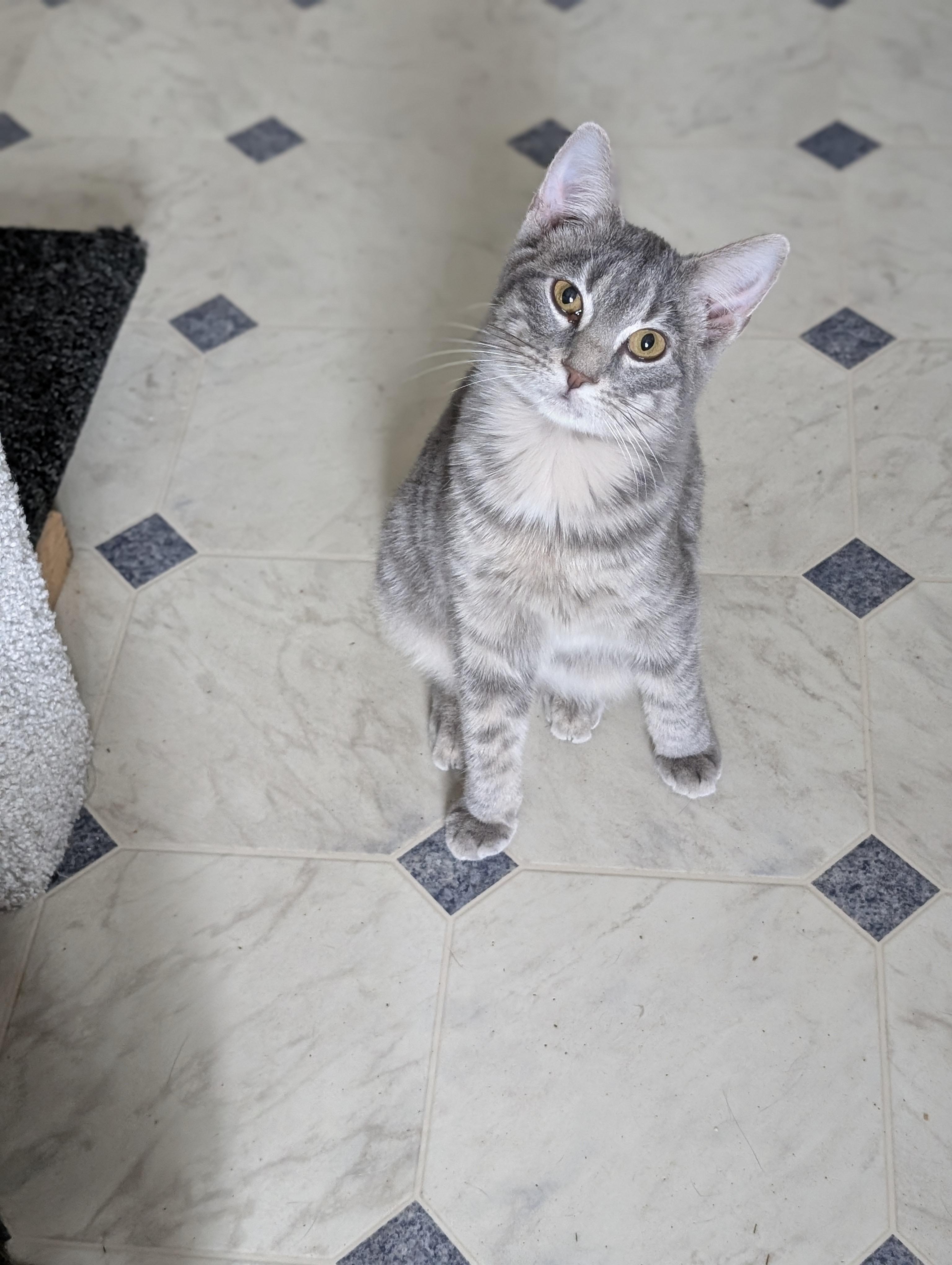 Little Gray, a Adoptable Domestic Short Hair in Tilton, IL image 2/6