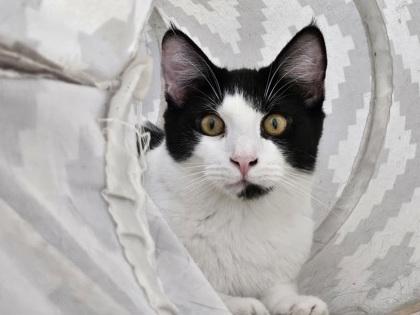 Calf AKA Beckham, Adoptable, Kitten Male Domestic Short Hair & Domestic Short Hair.