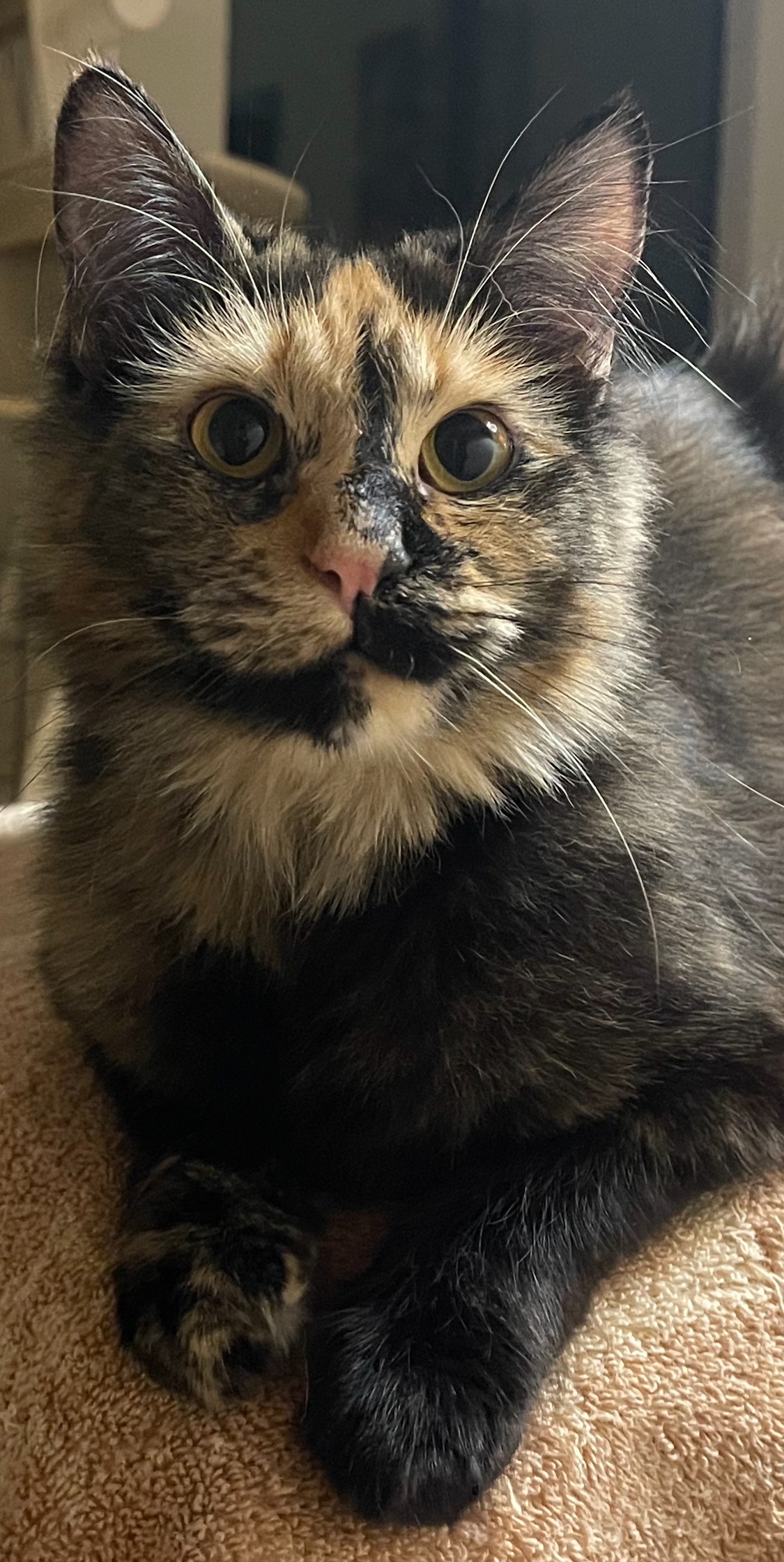 Hootie, a Adopted Tortoiseshell in Sedona, AZ image 3/6