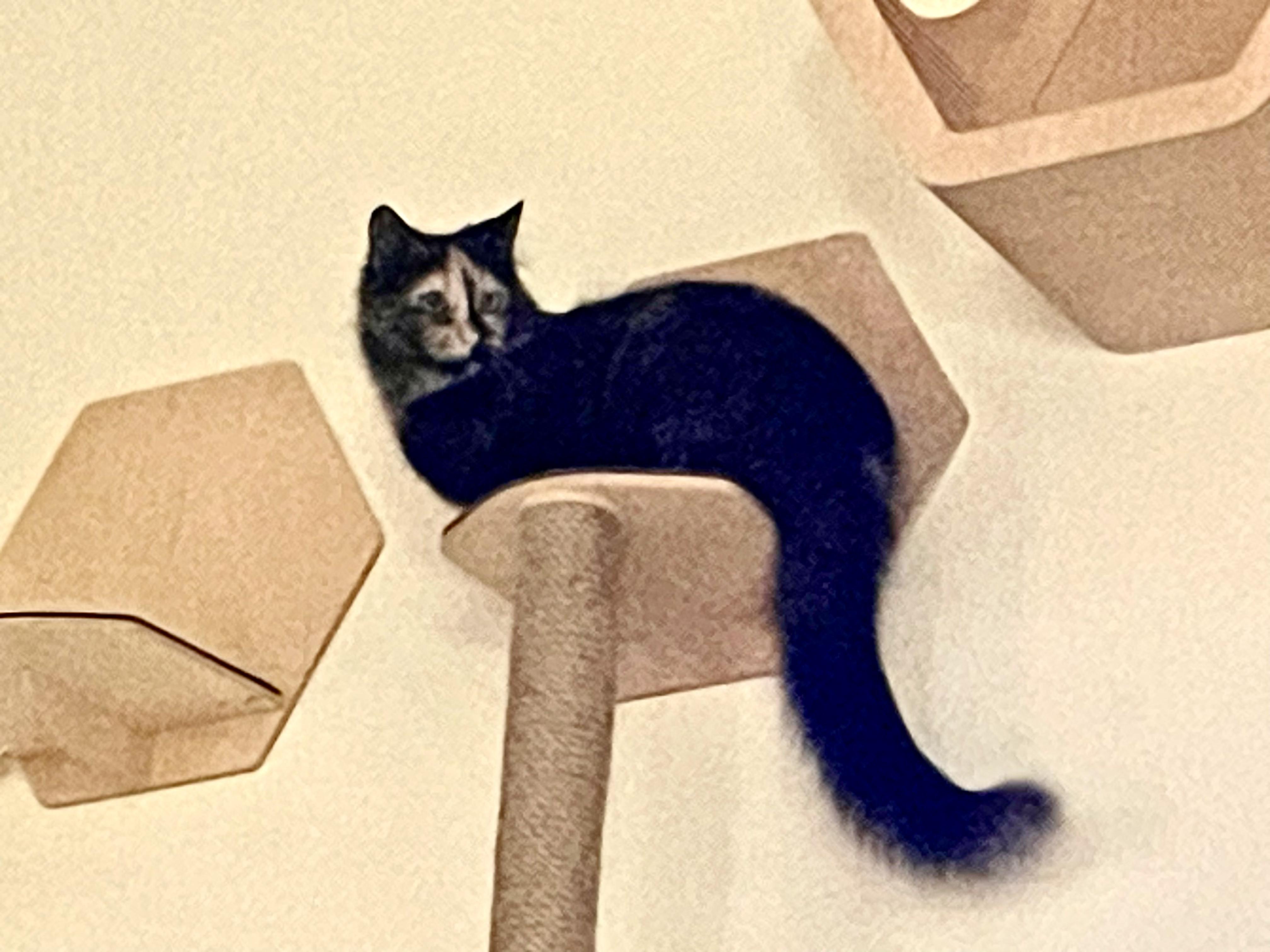 Hootie, a Adopted Tortoiseshell in Sedona, AZ image 2/6