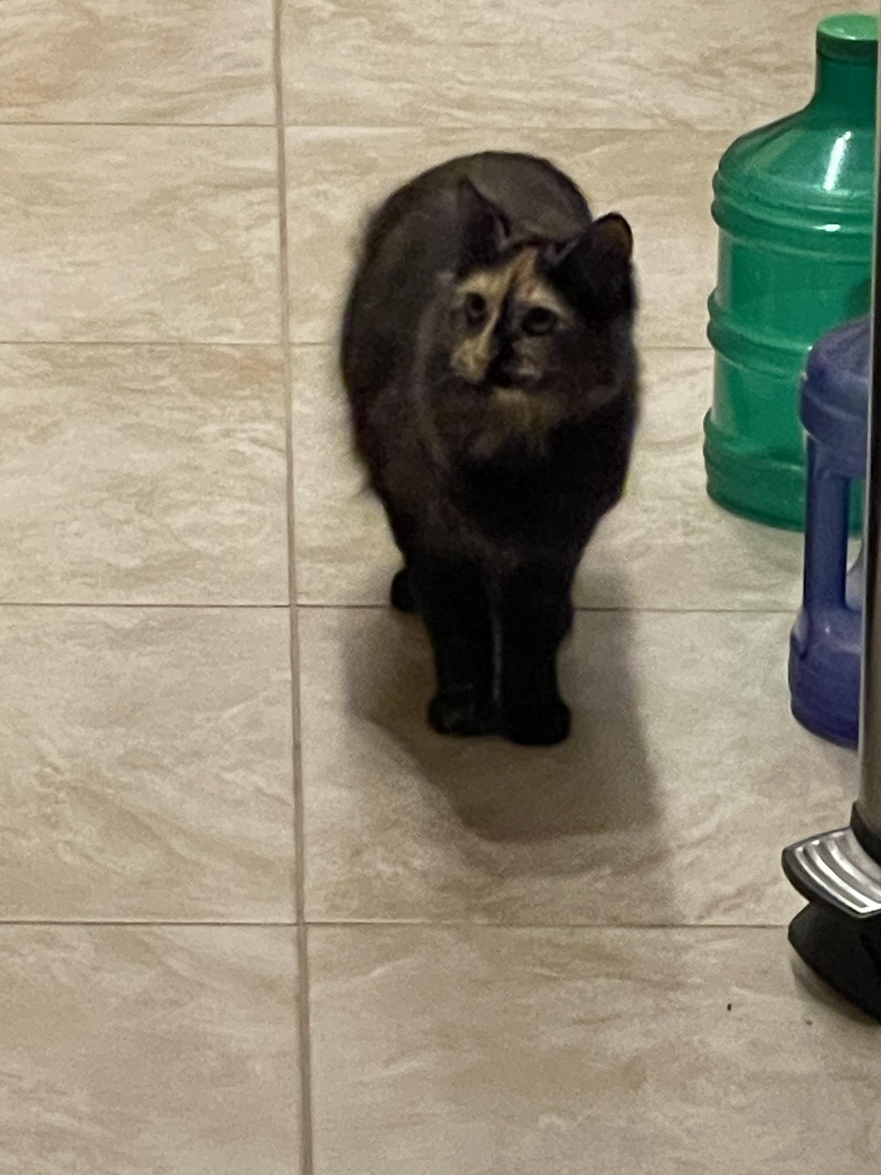 Hootie, a Adopted Tortoiseshell in Sedona, AZ image 4/6