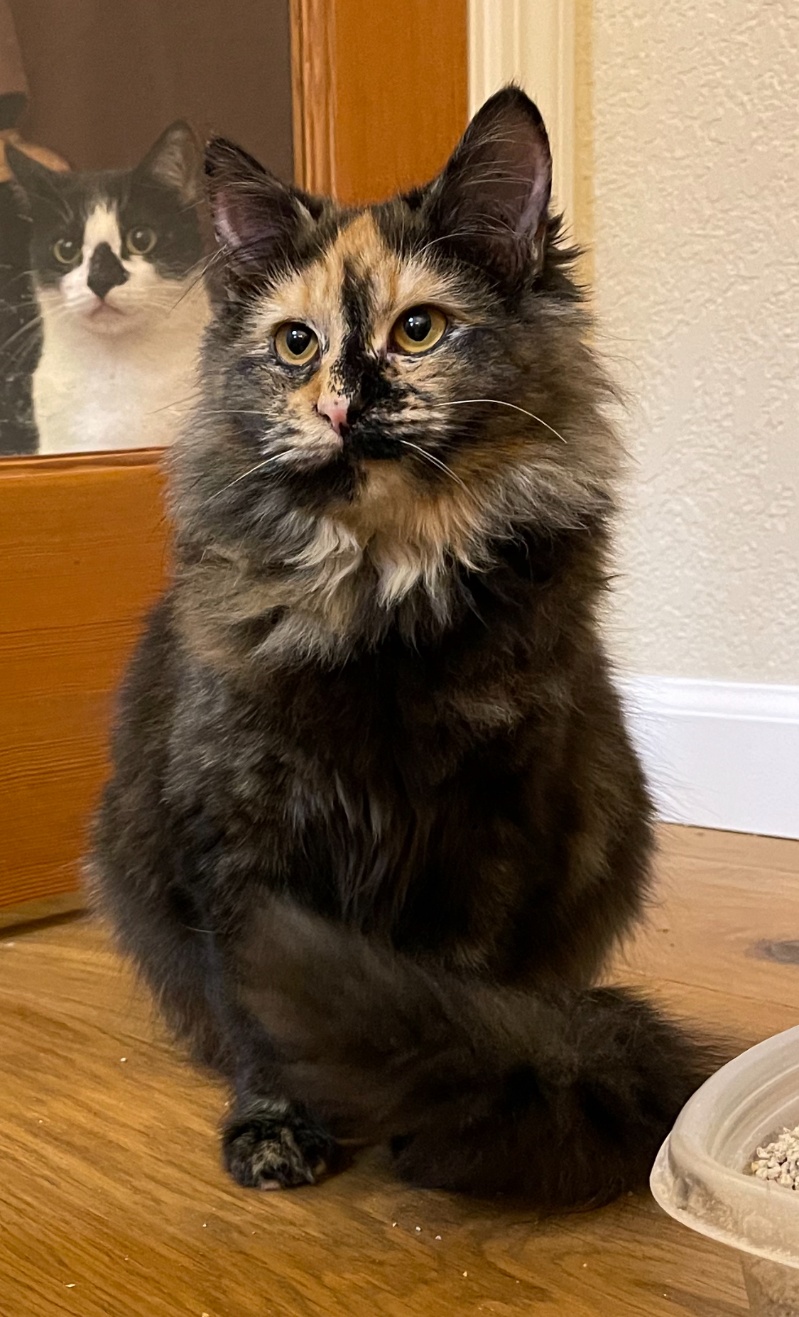 Hootie, Adopted, Young Female Tortoiseshell.